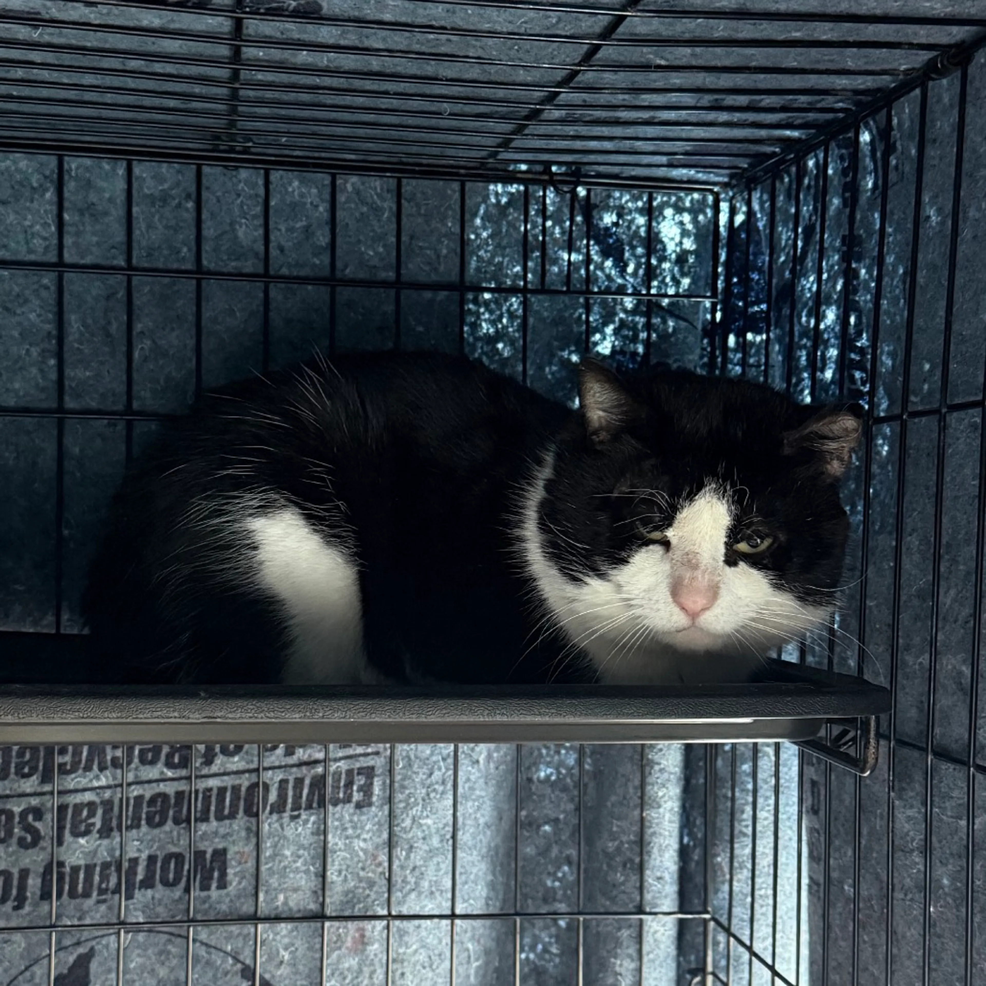 Found pet