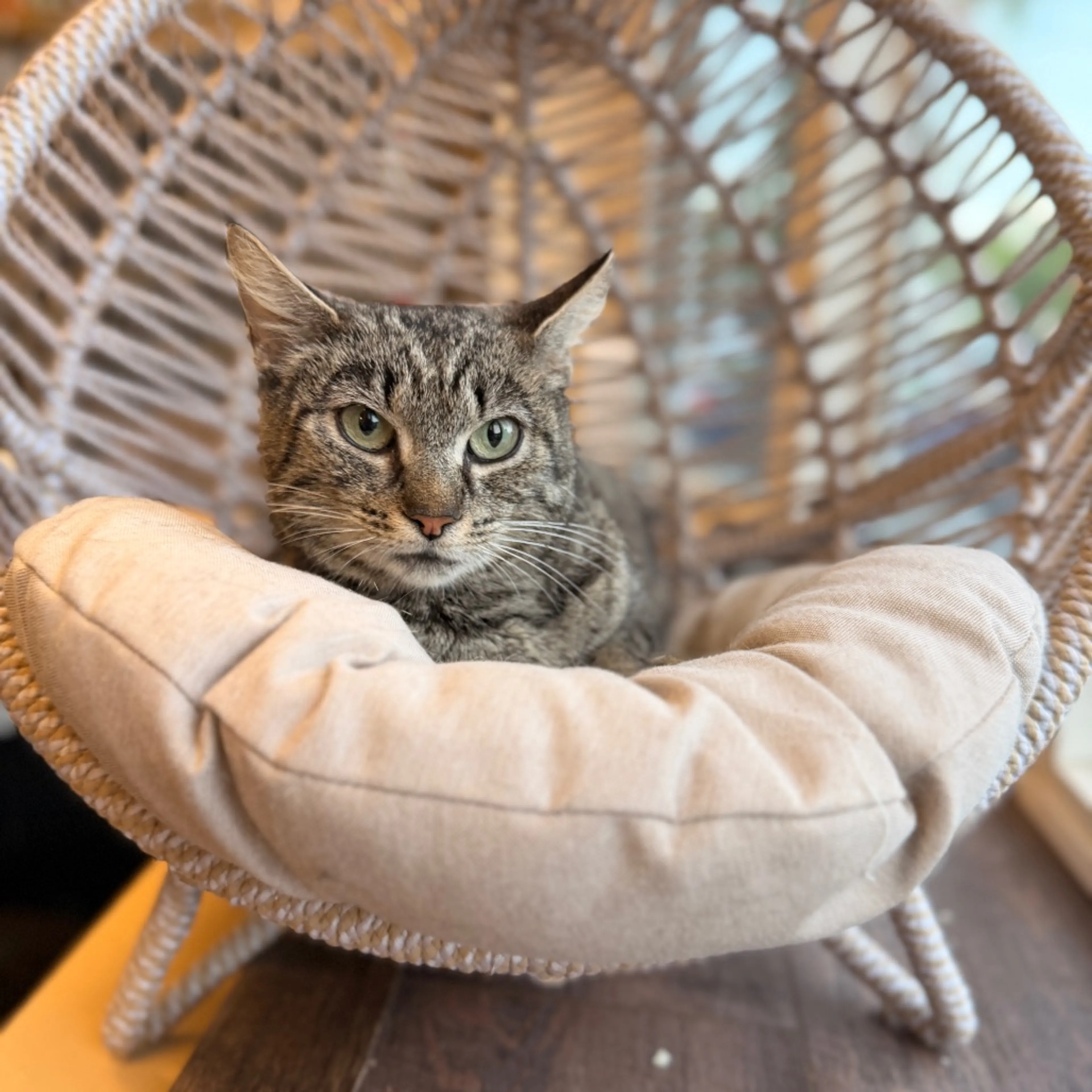 Found pet-1
