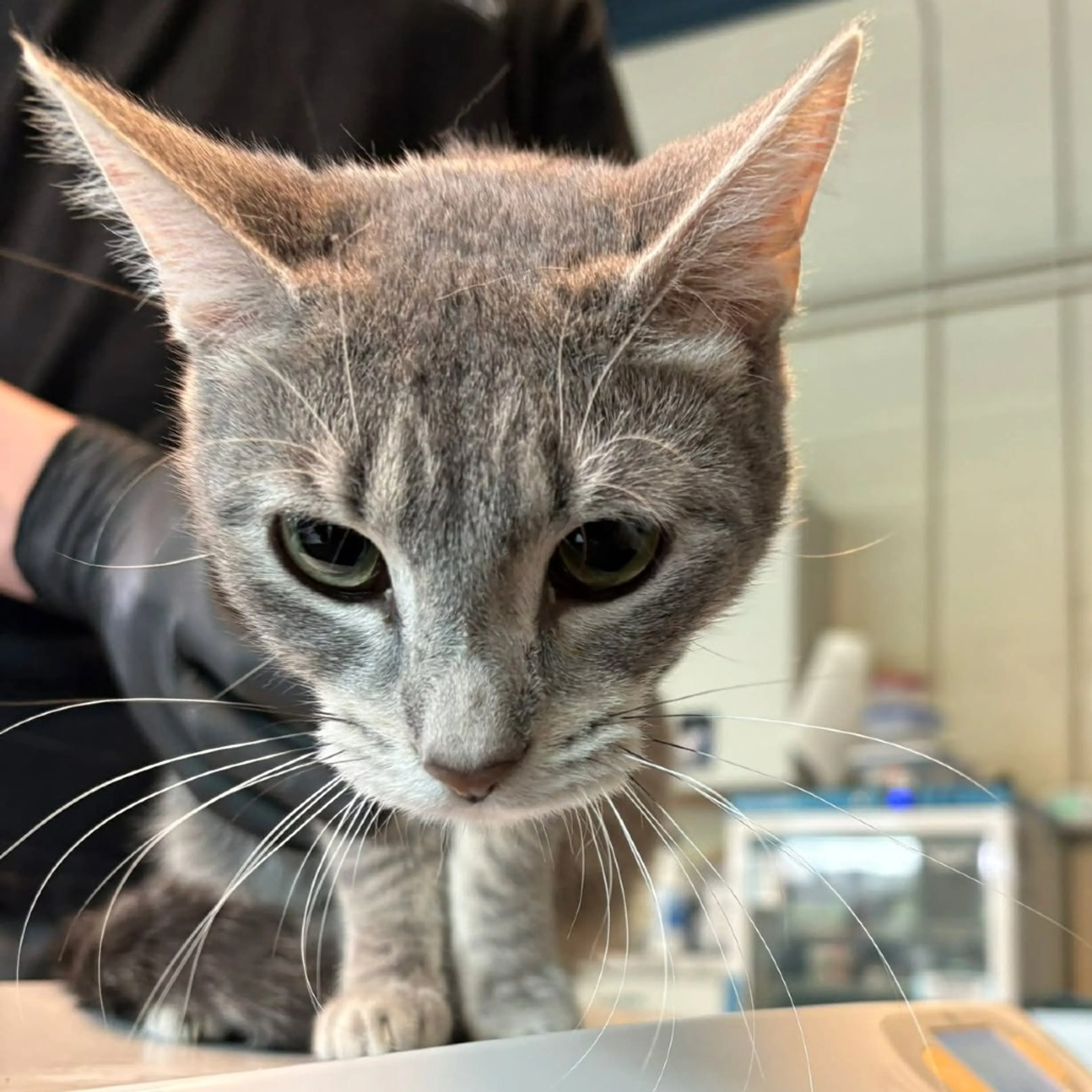 Found pet