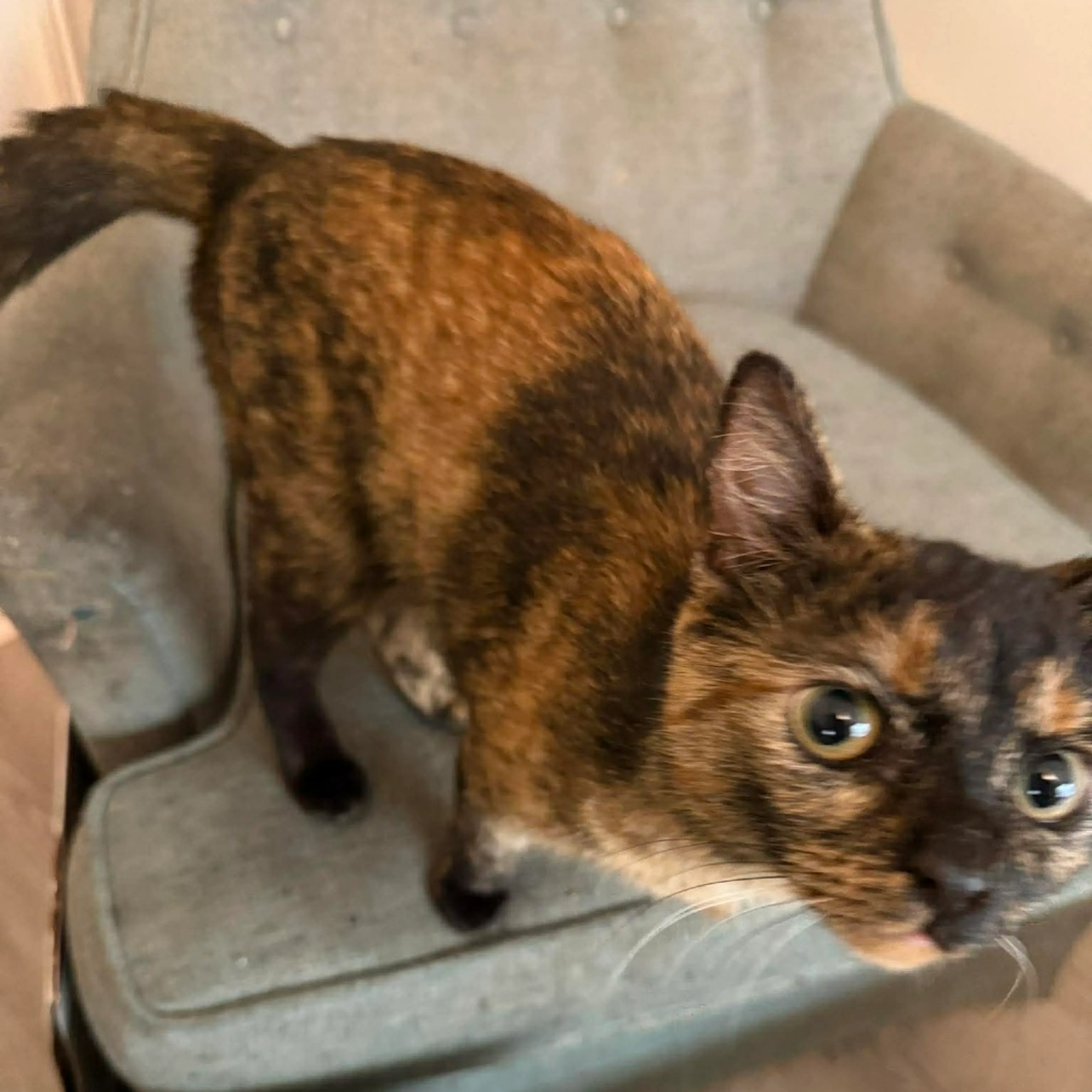 Found pet