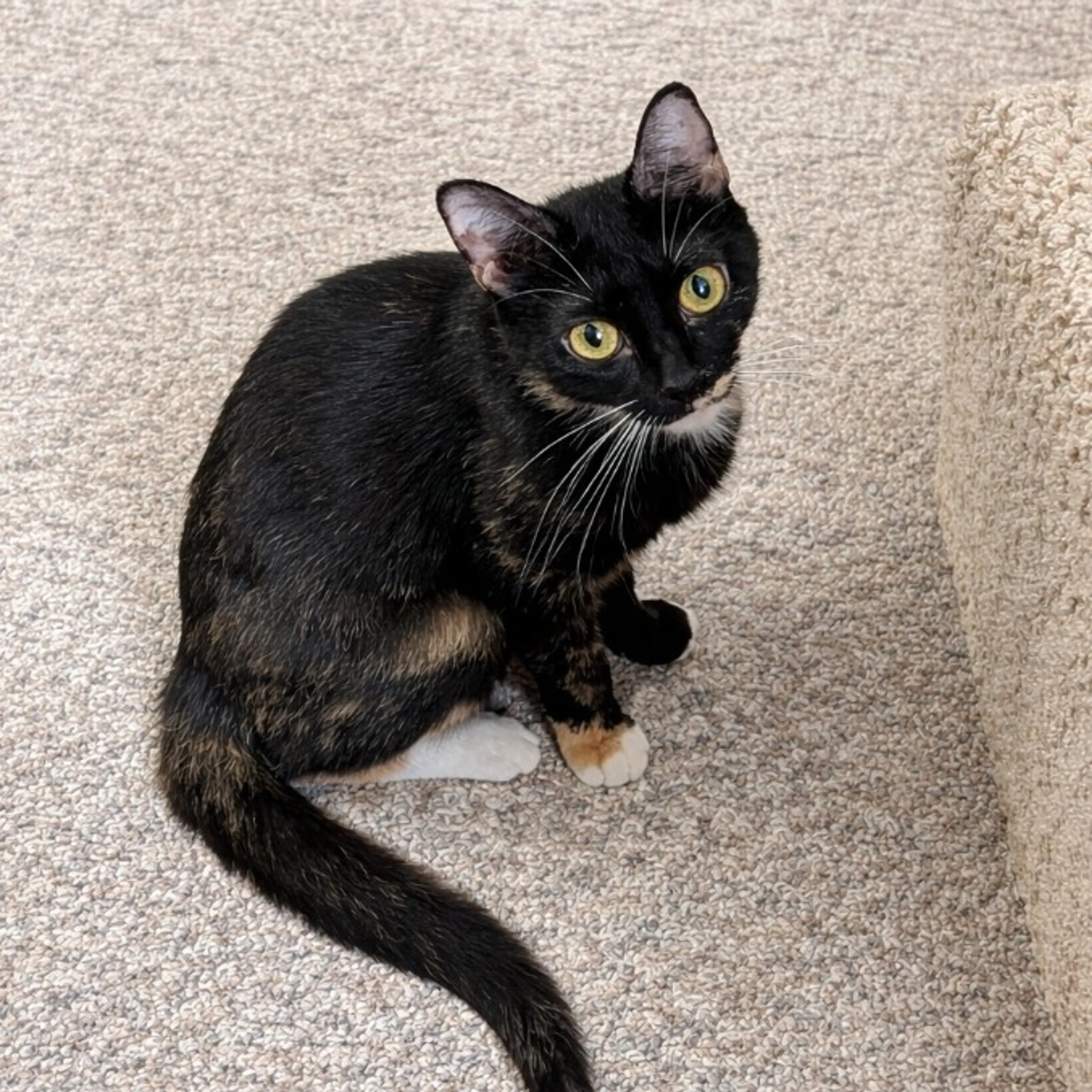 Found pet-0