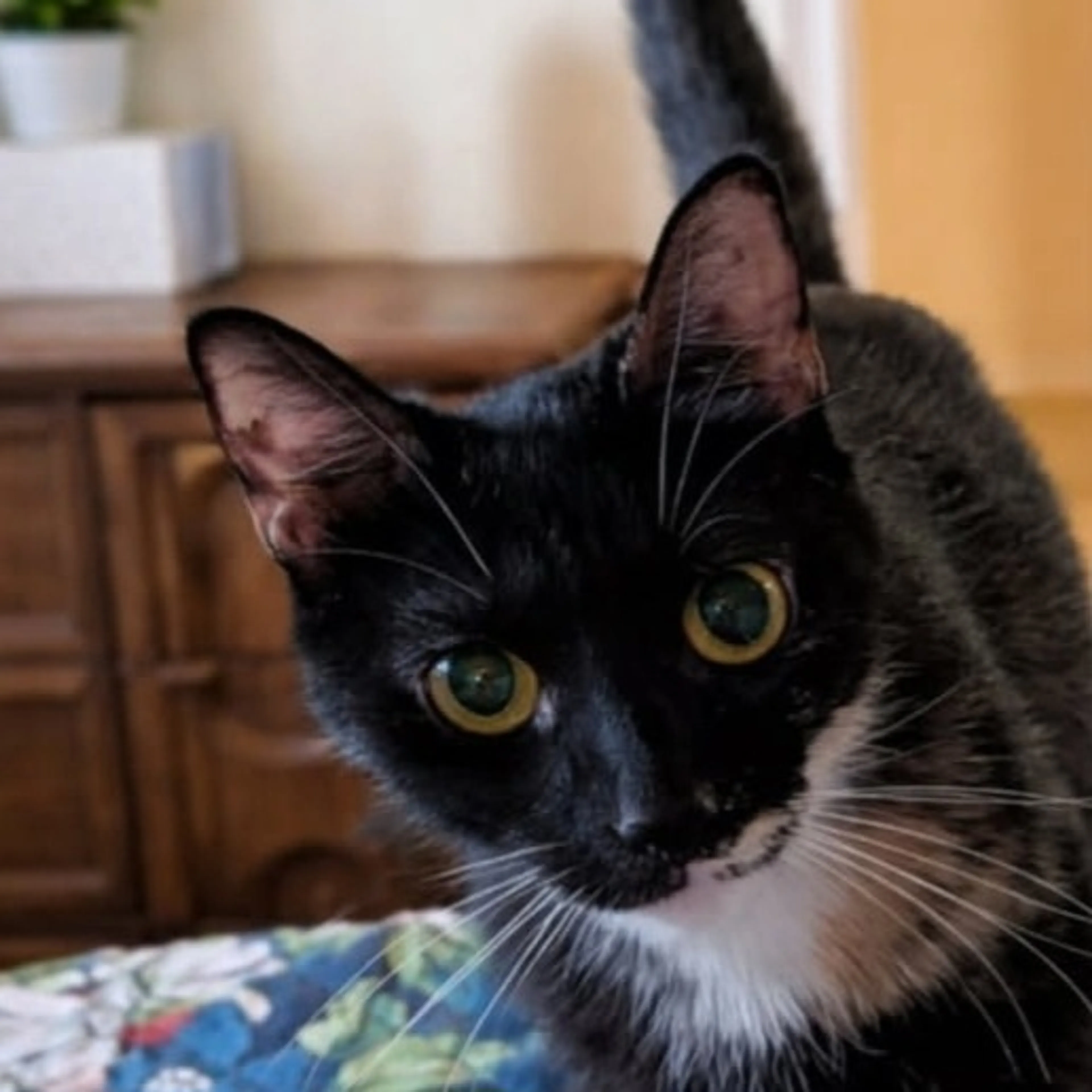 Found pet-2