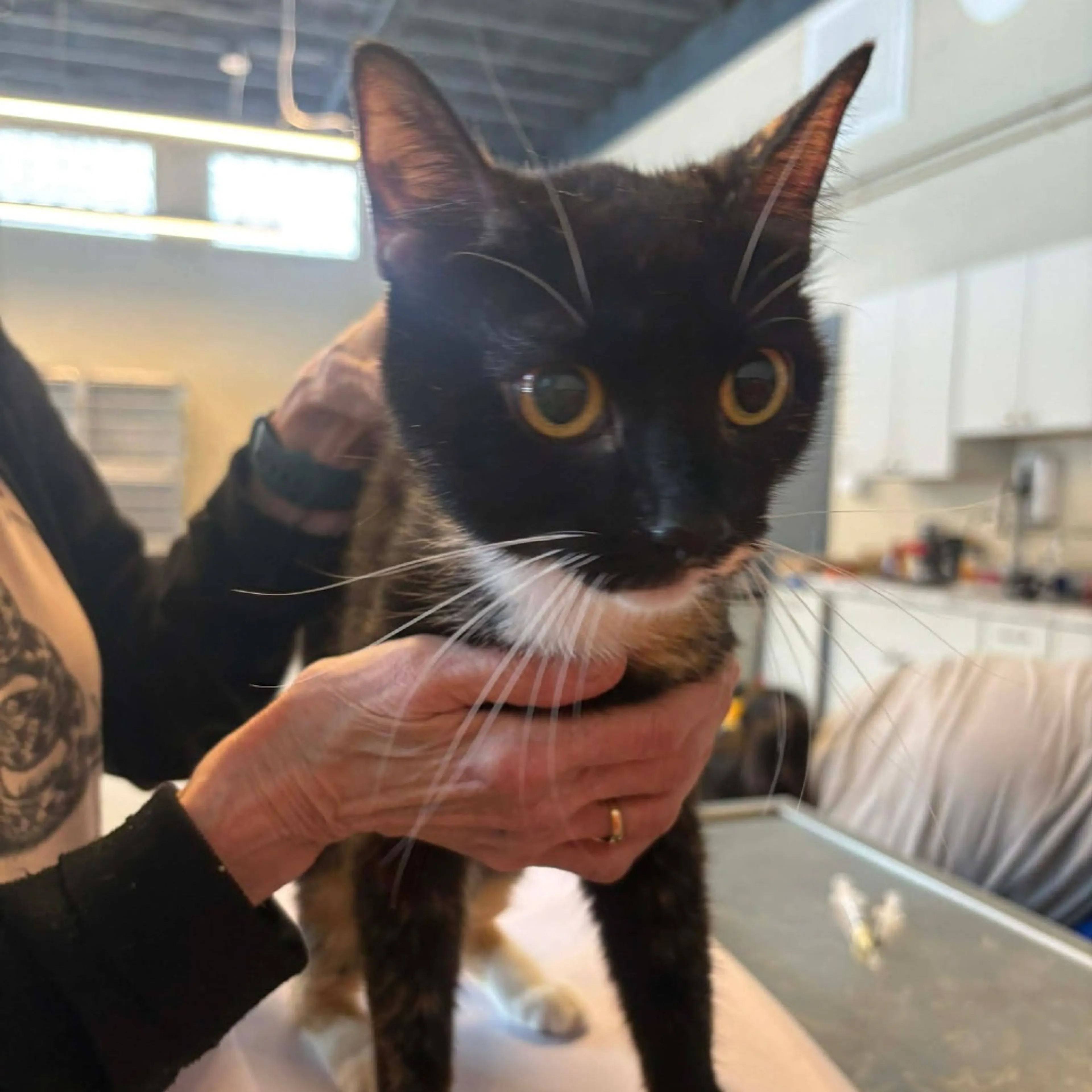 Found pet-1