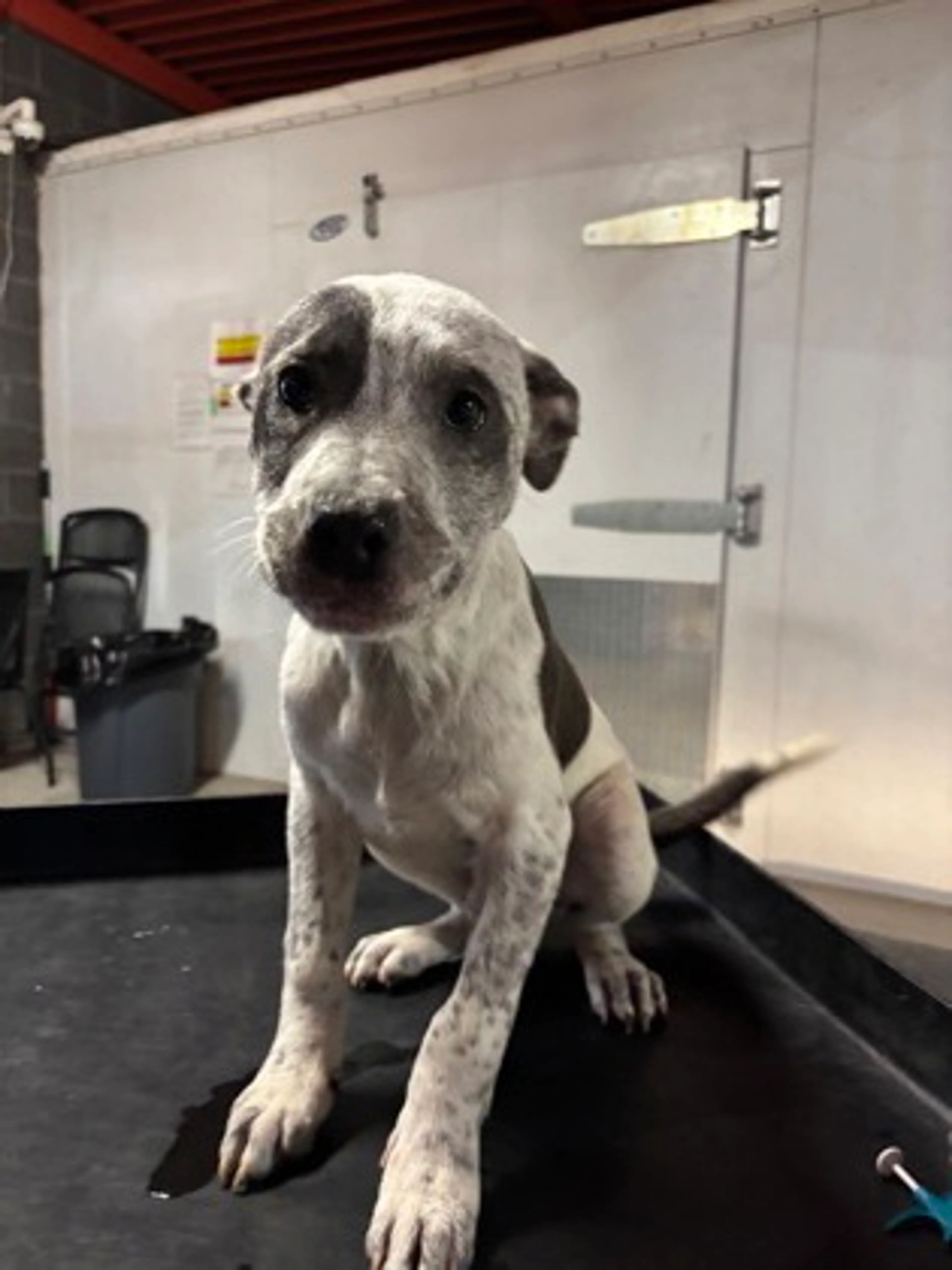 Found pet