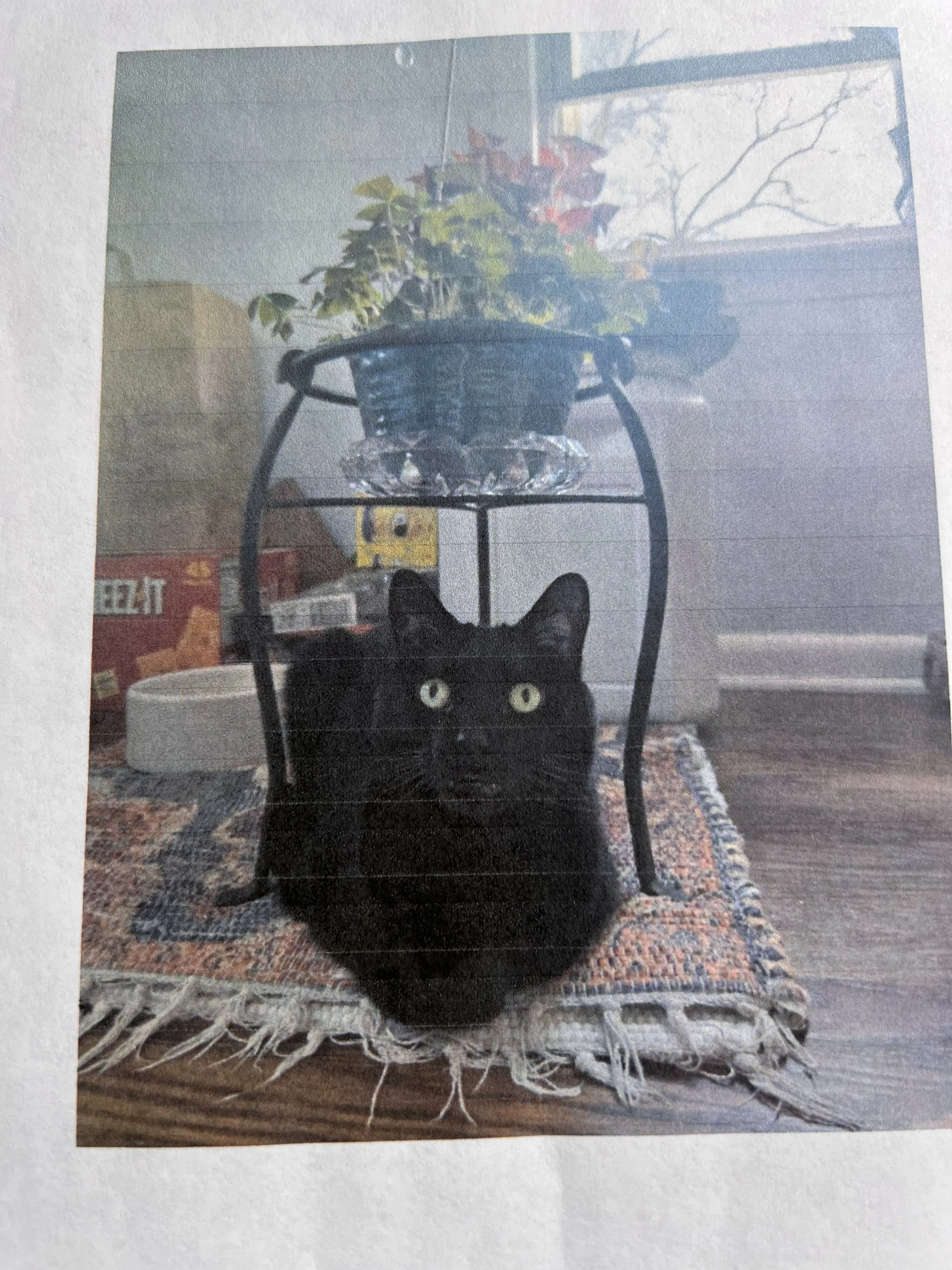 Lost pet