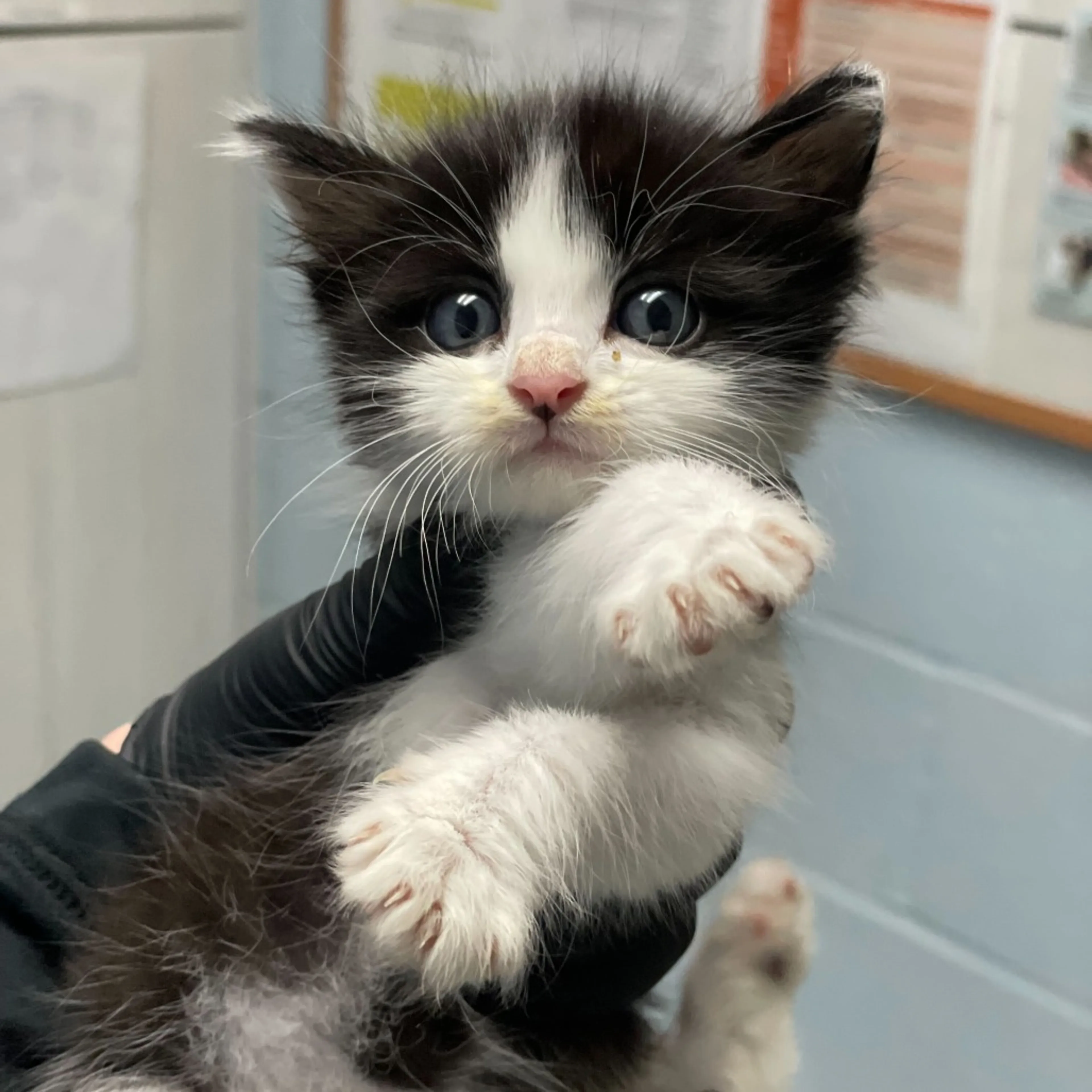 Found pet-1