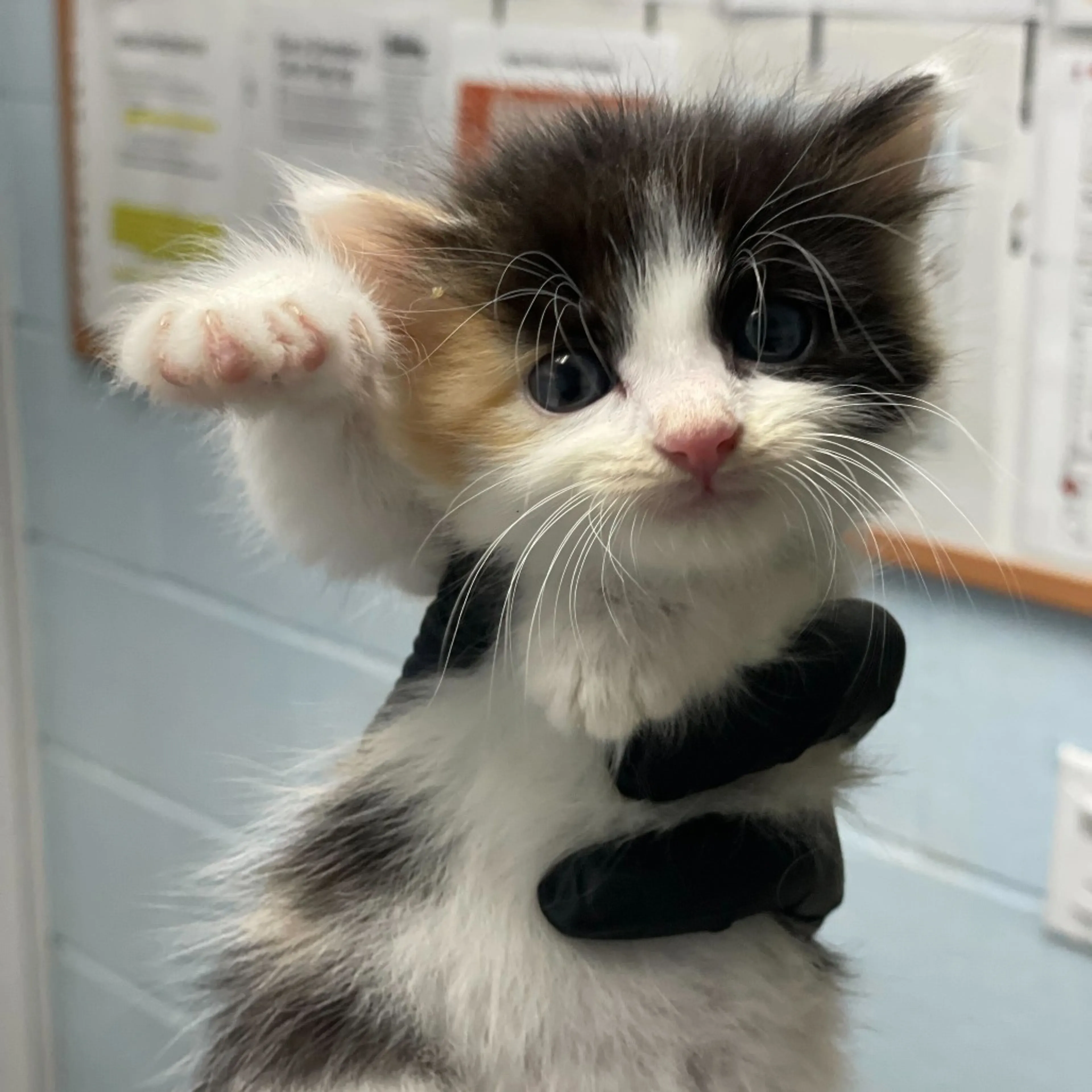 Found pet-1