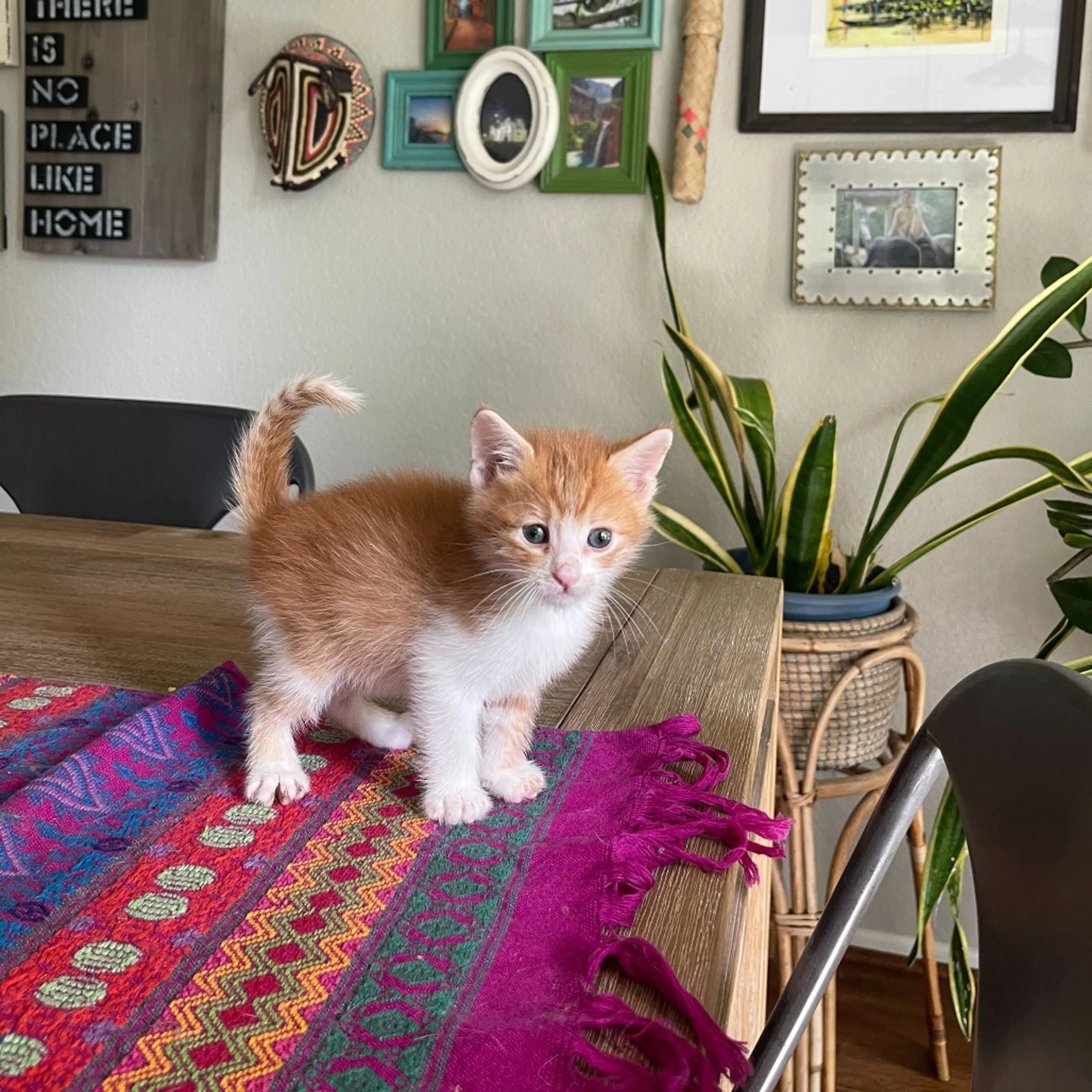 Found pet-6