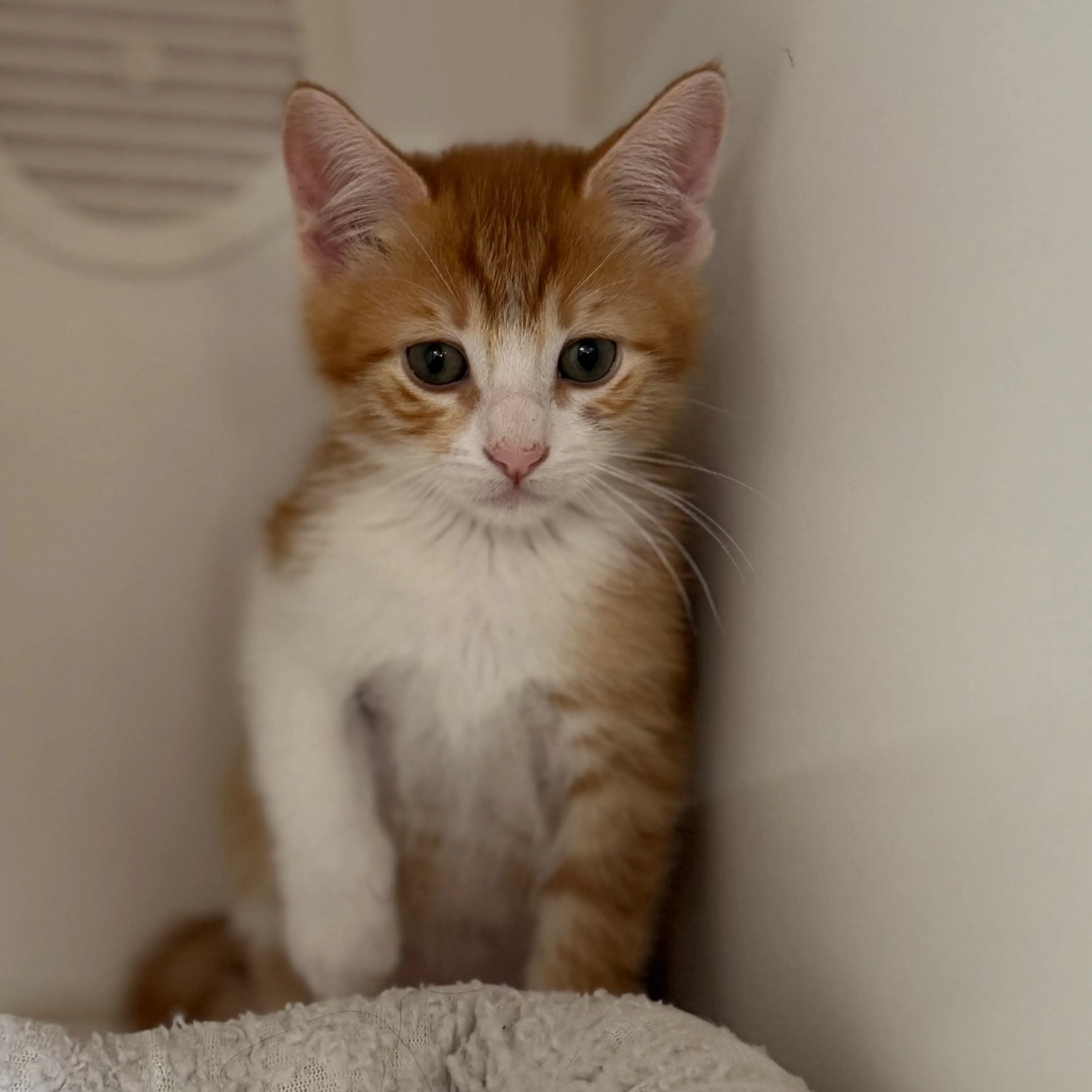 Found pet-2