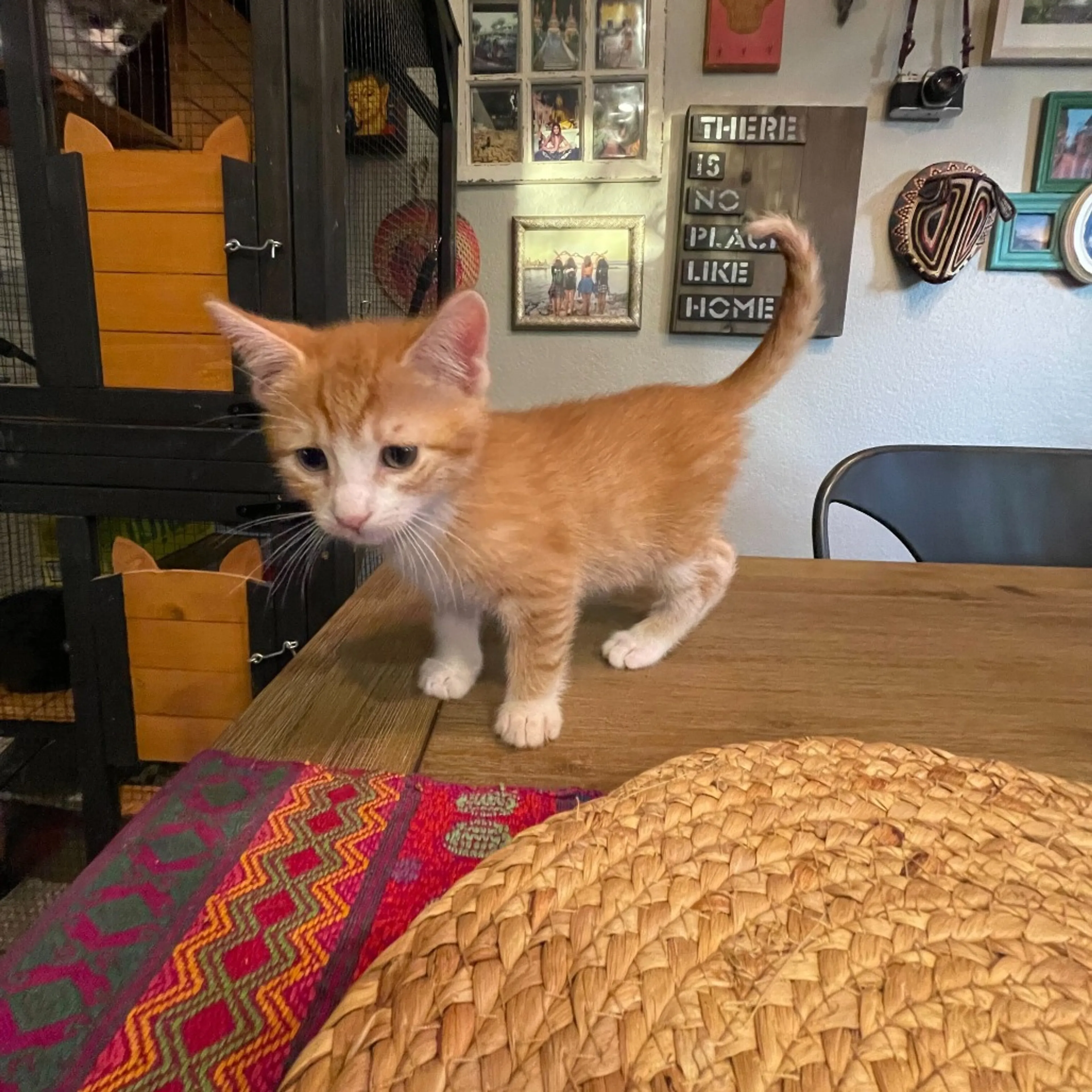 Found pet-5