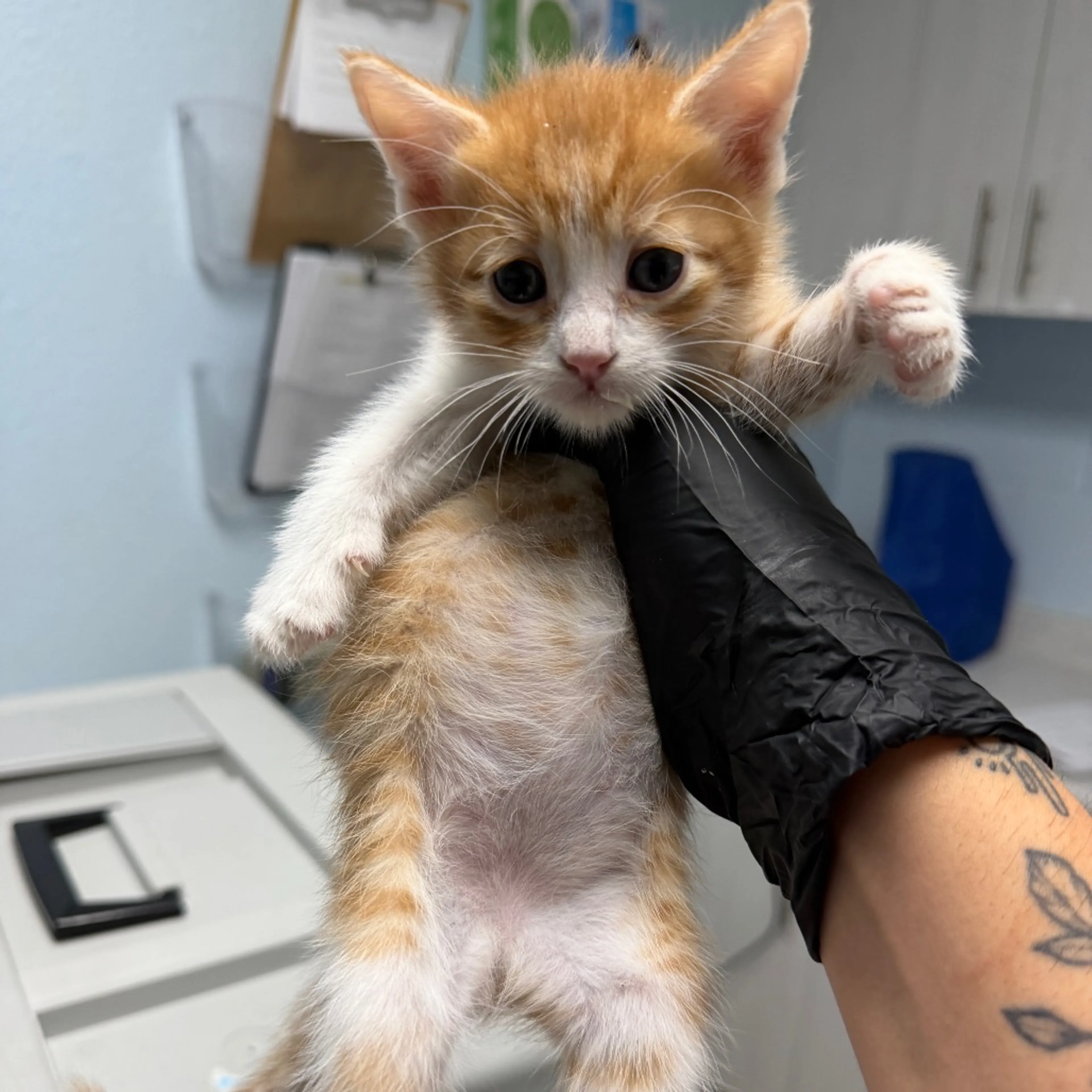 Found pet-1