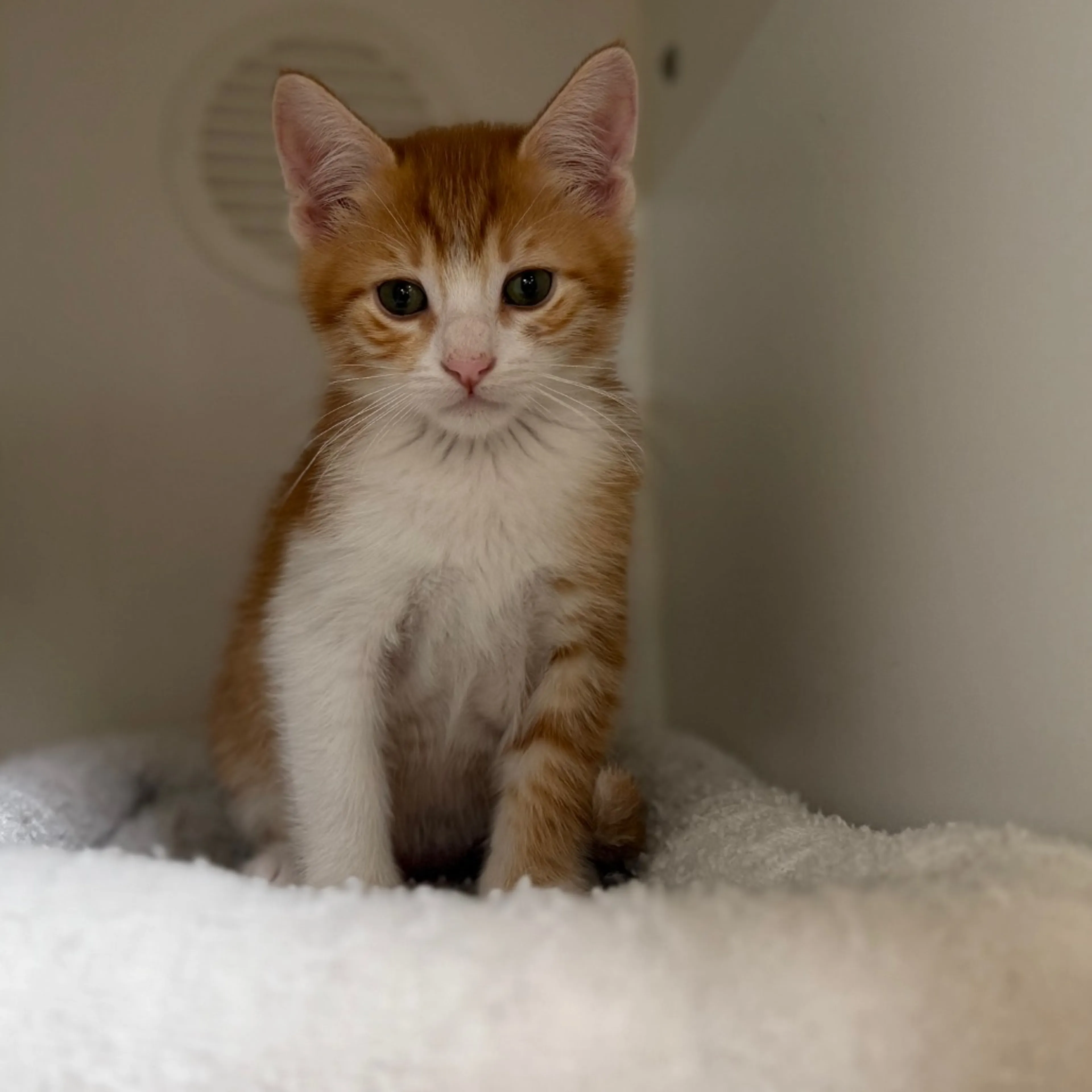 Found pet-4