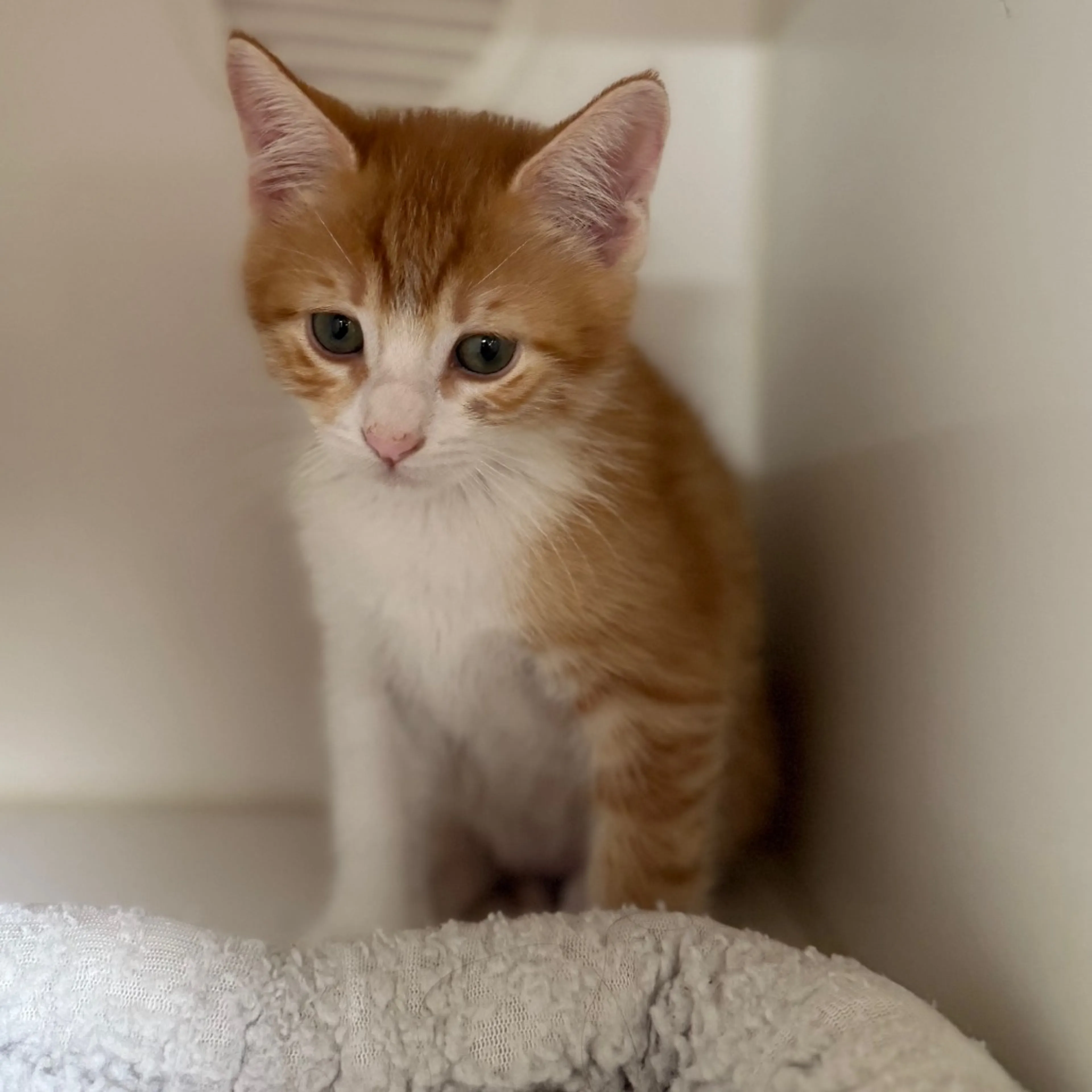 Found pet-3