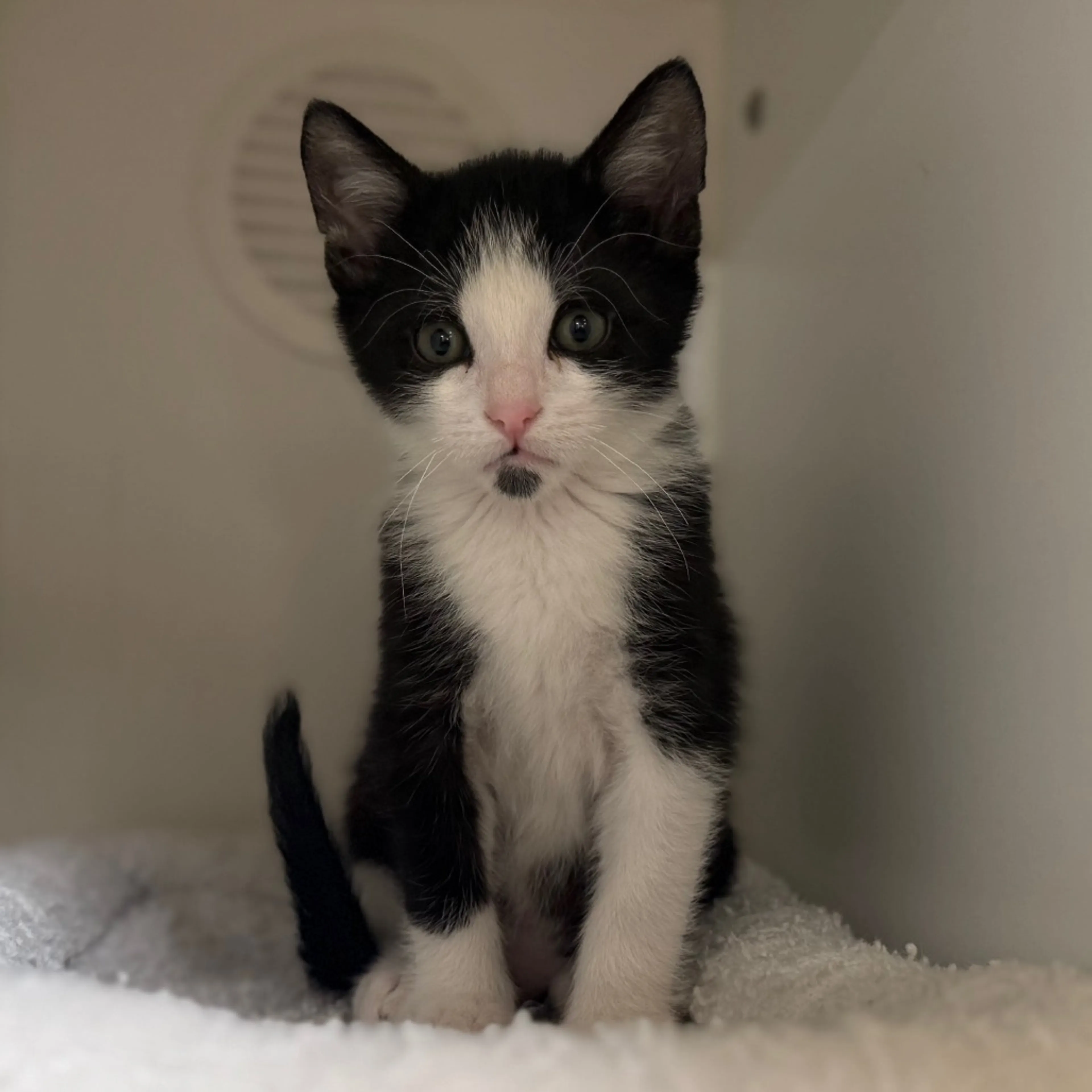 Found pet-2