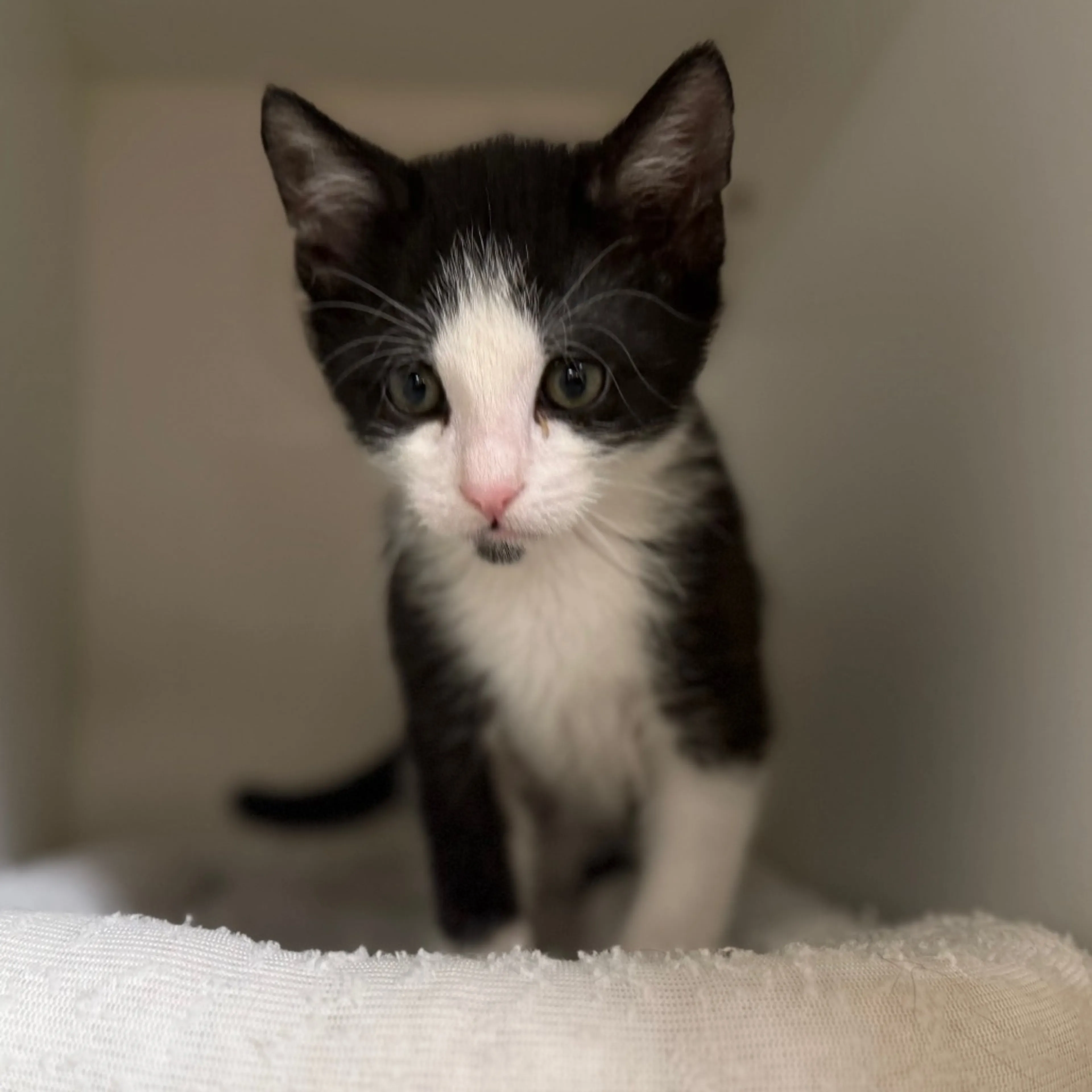 Found pet-3