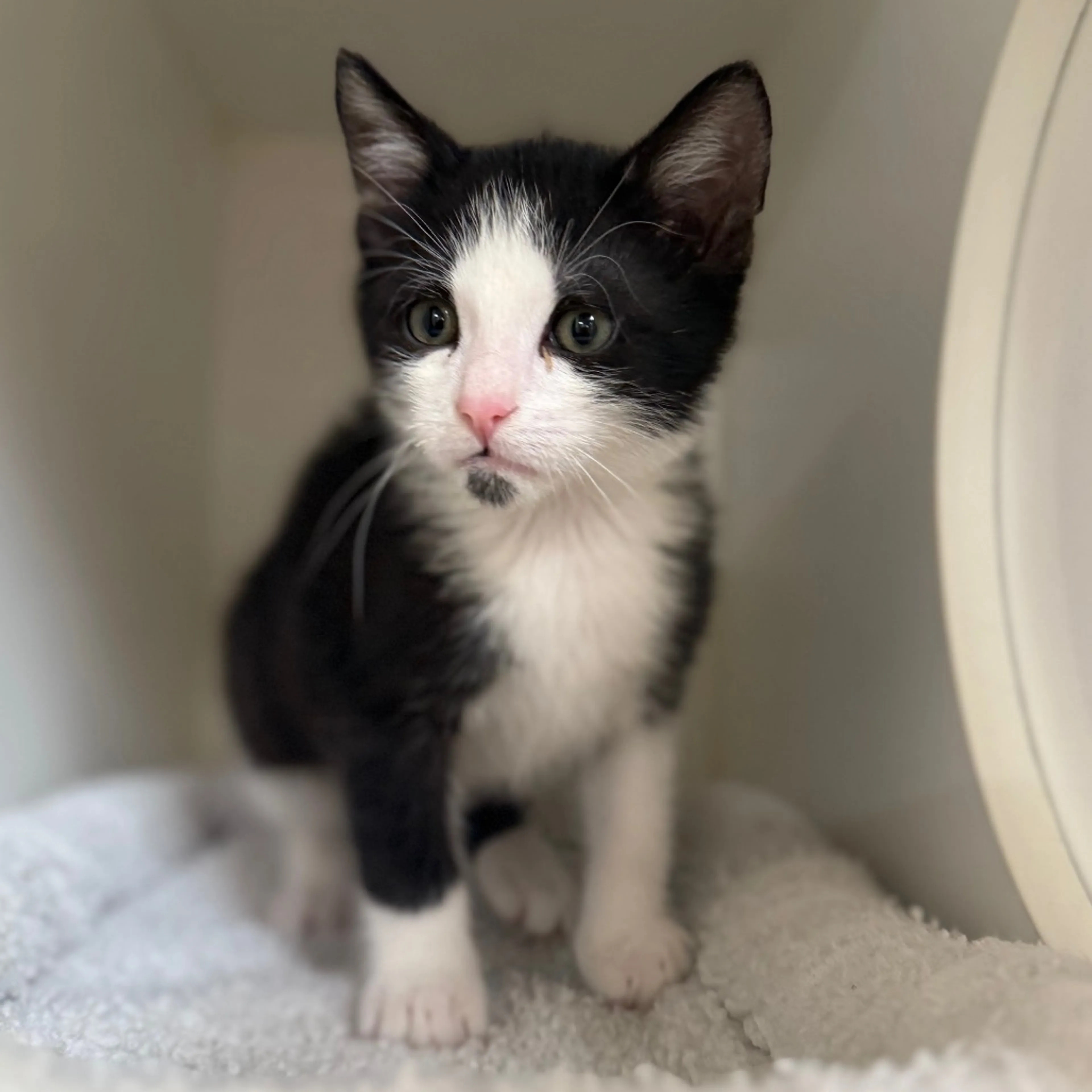 Found pet-1