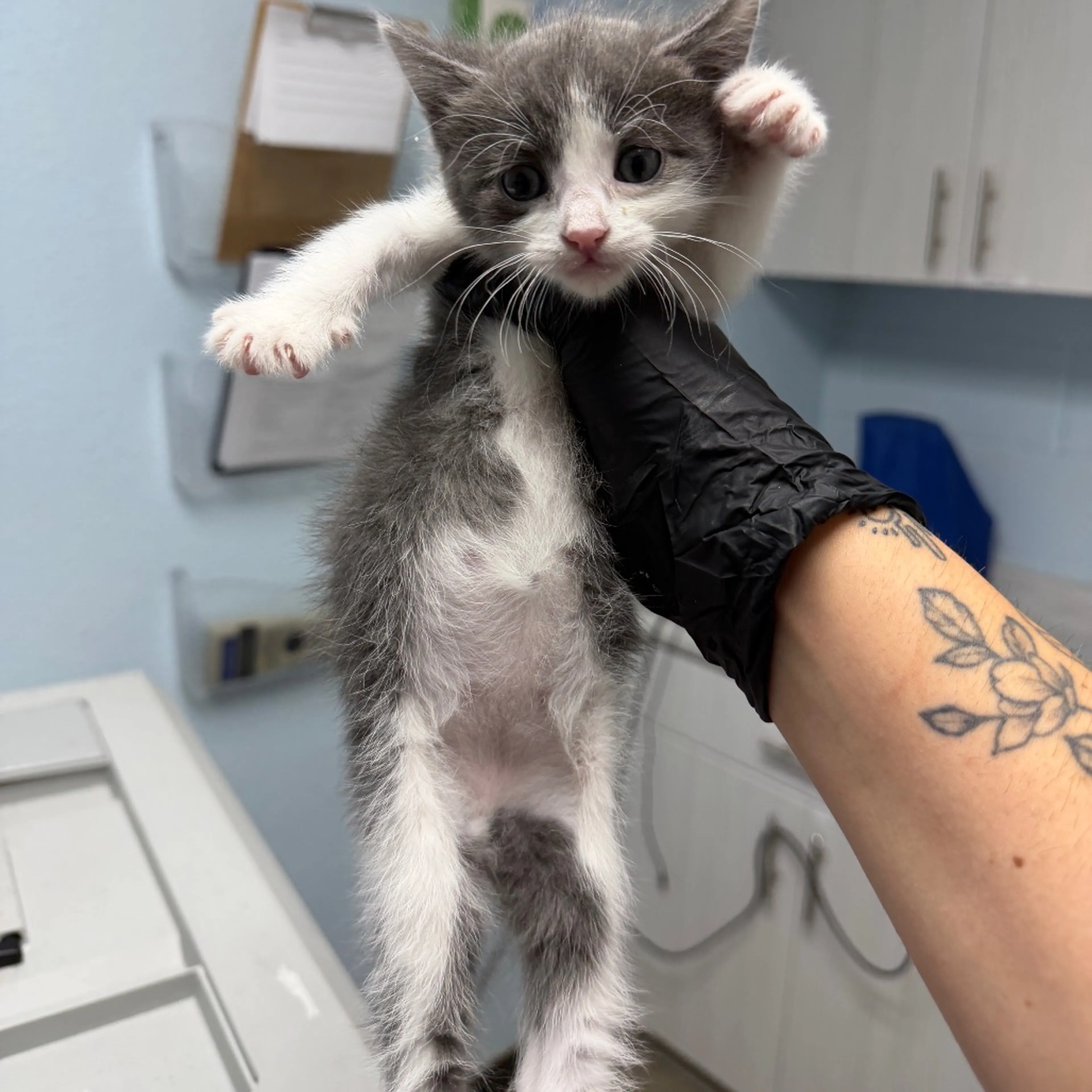Found pet