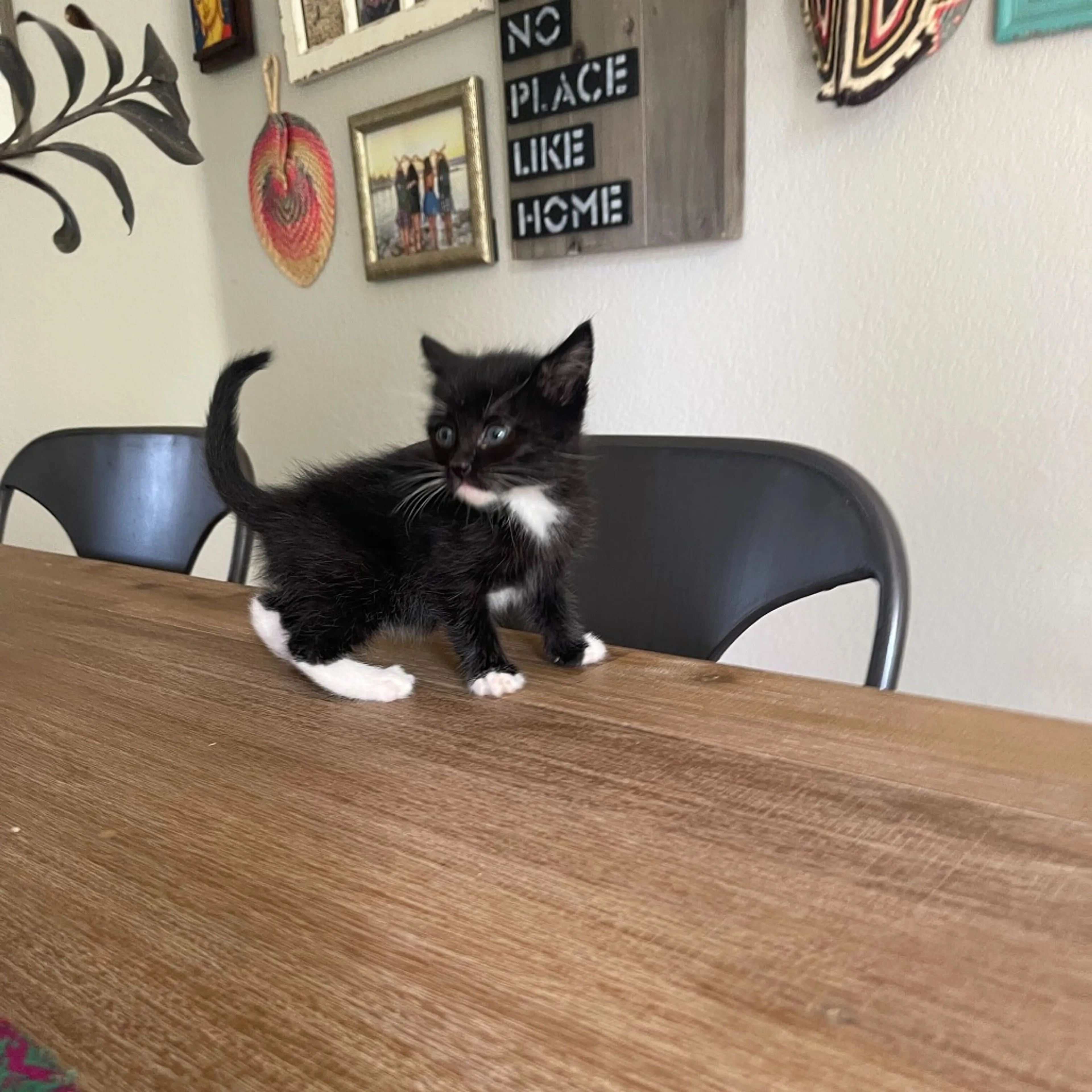 Found pet-9