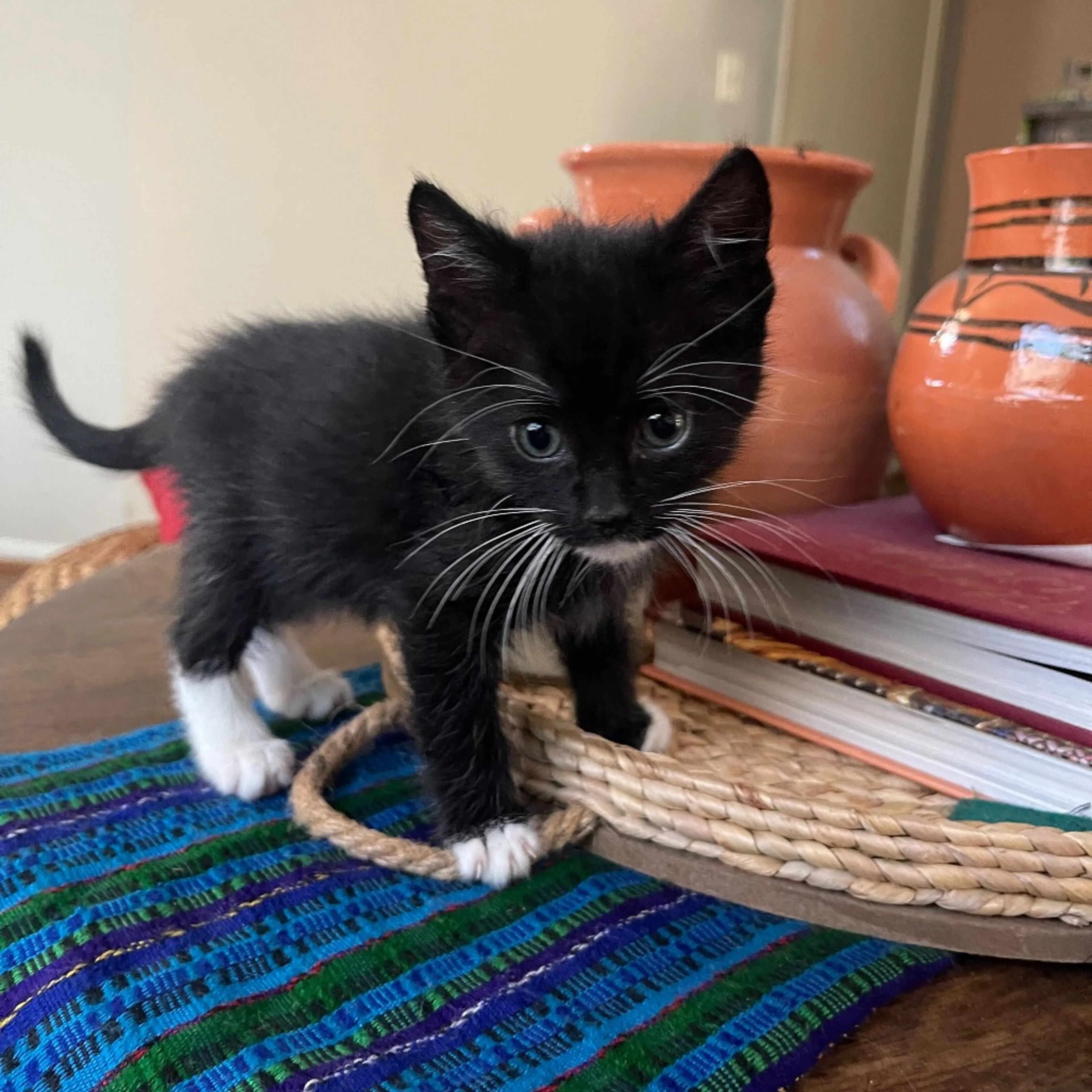Found pet-8