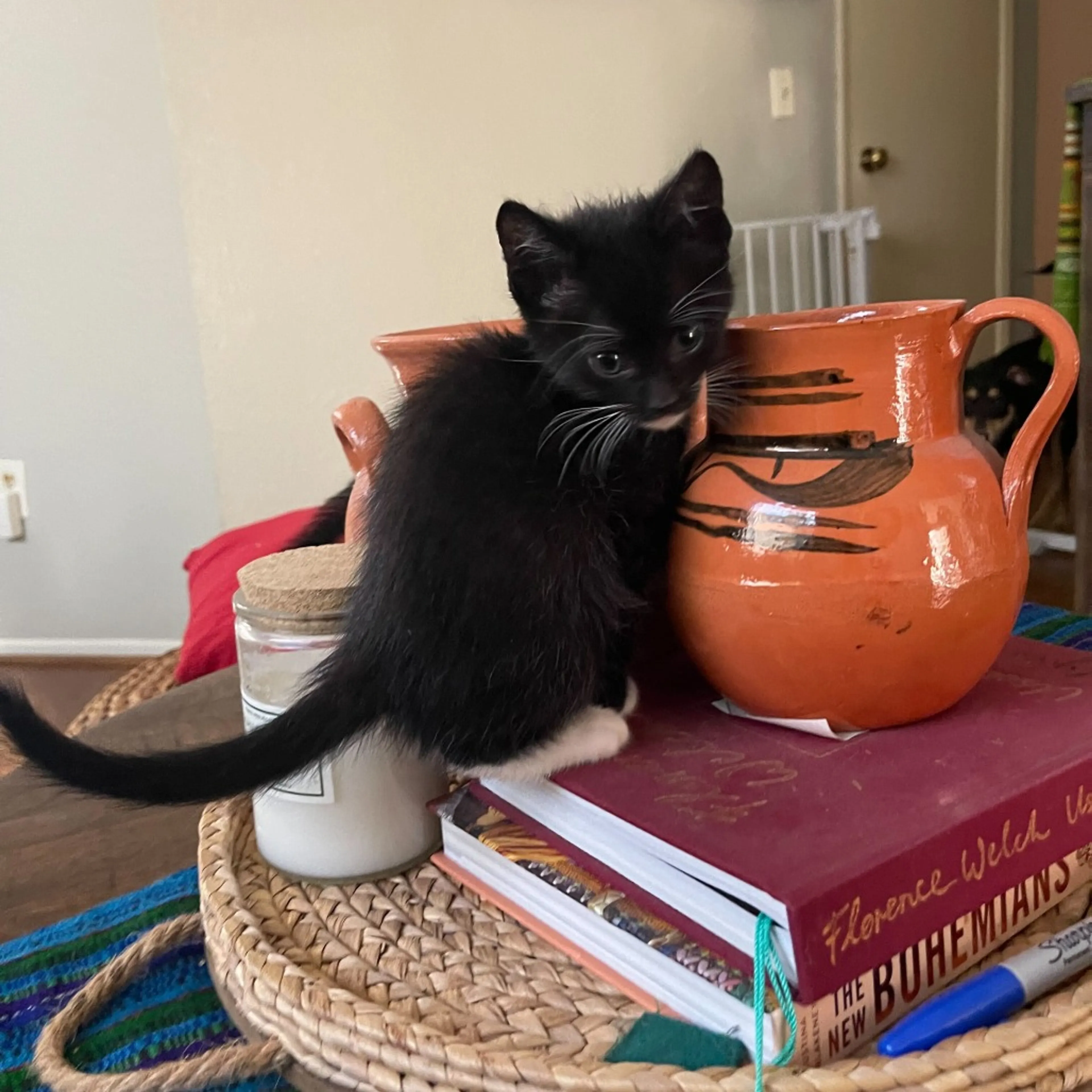Found pet-7