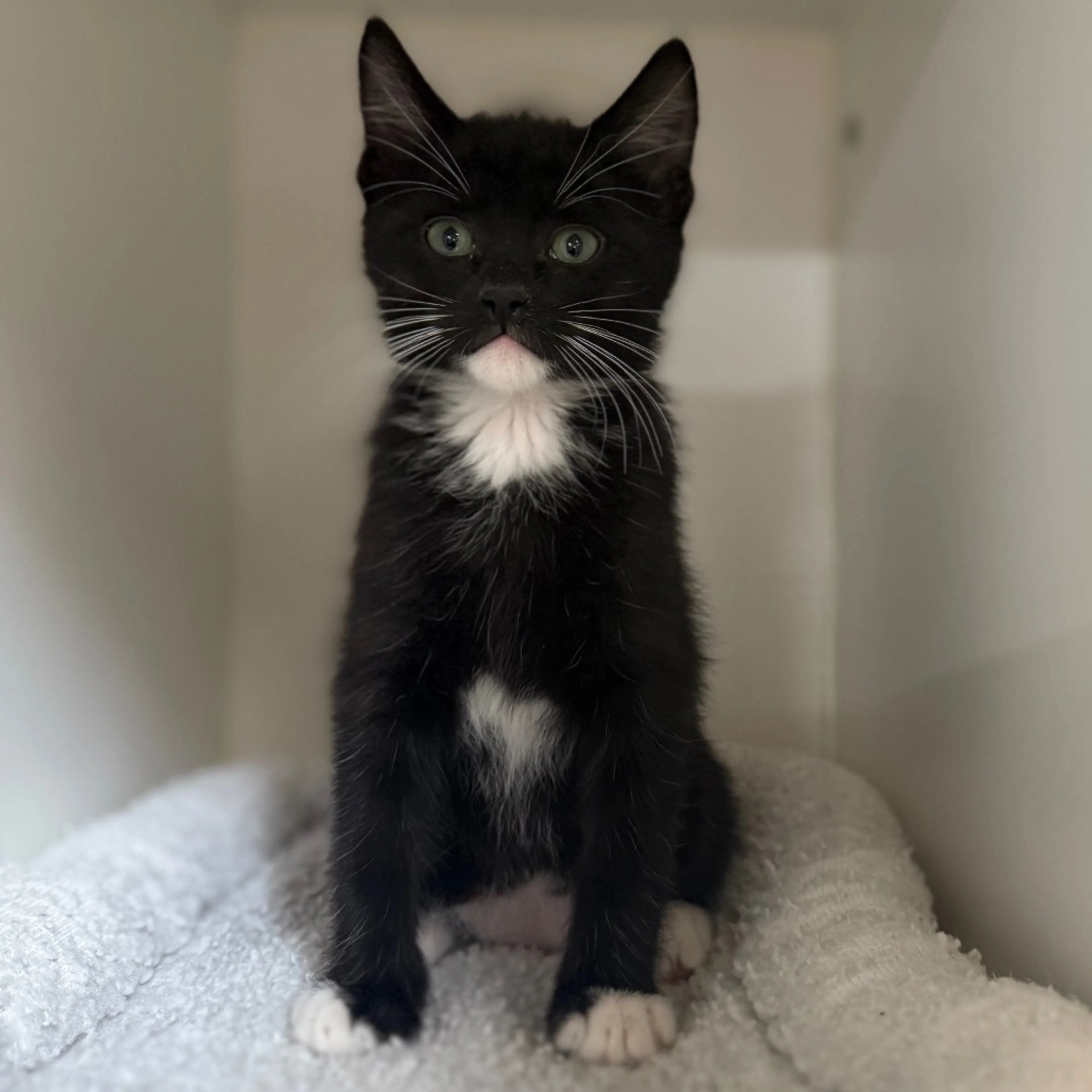 Found pet-3