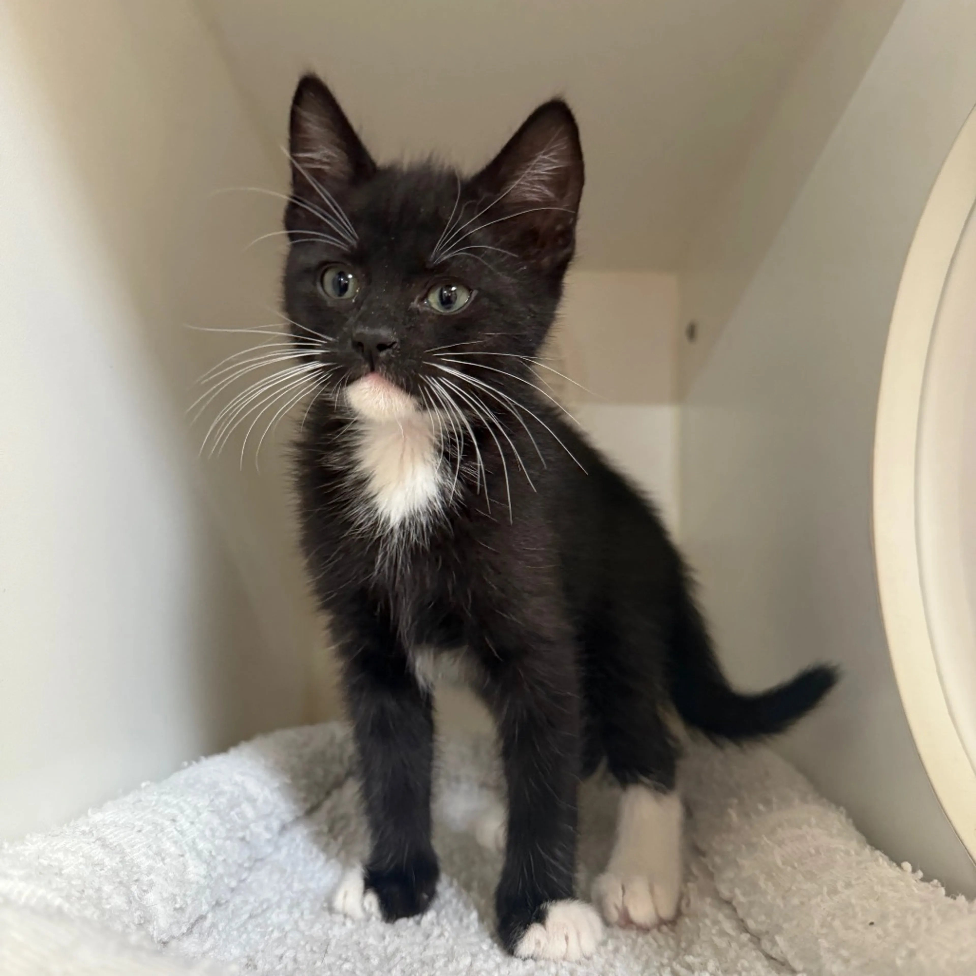 Found pet-2