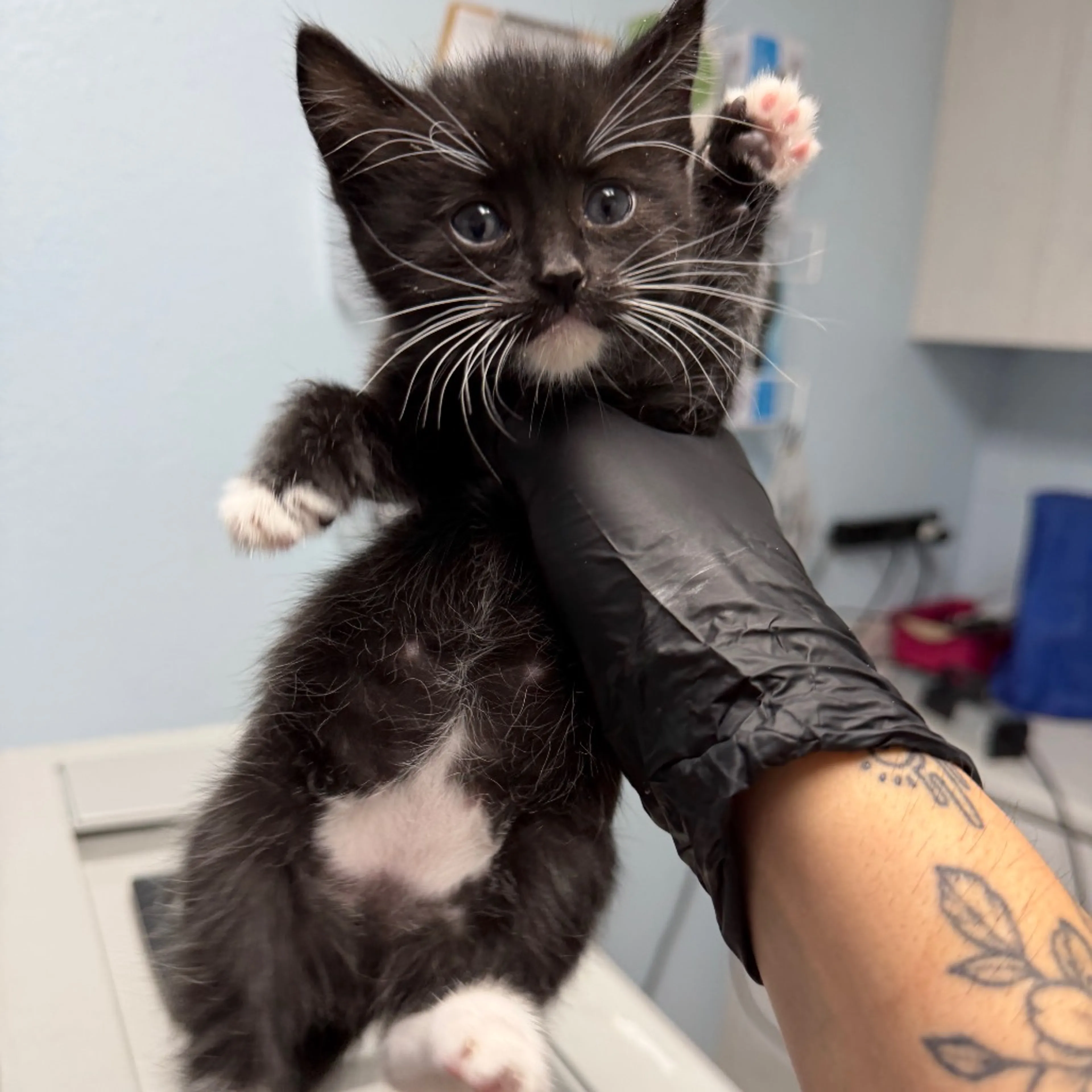 Found pet-1