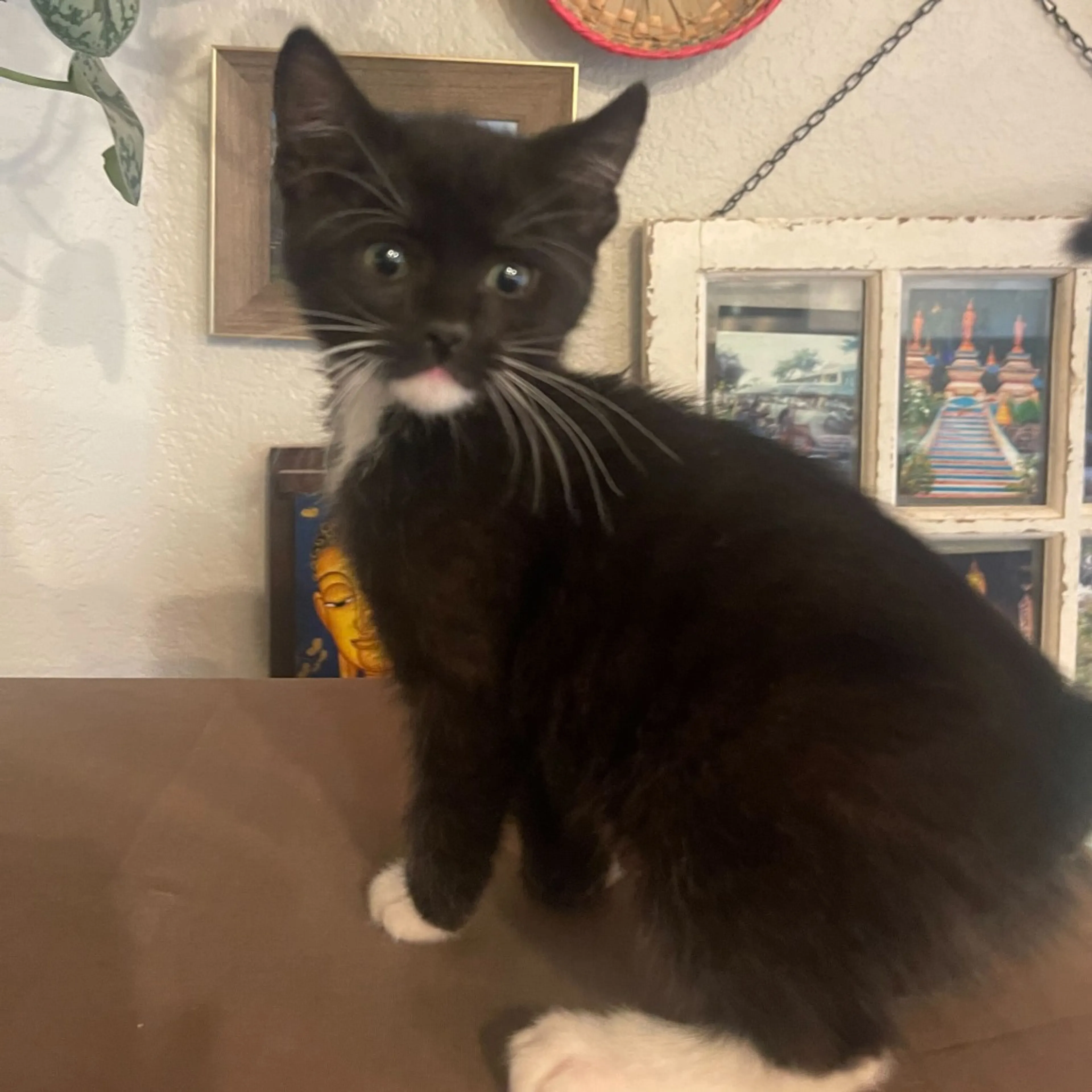 Found pet-6