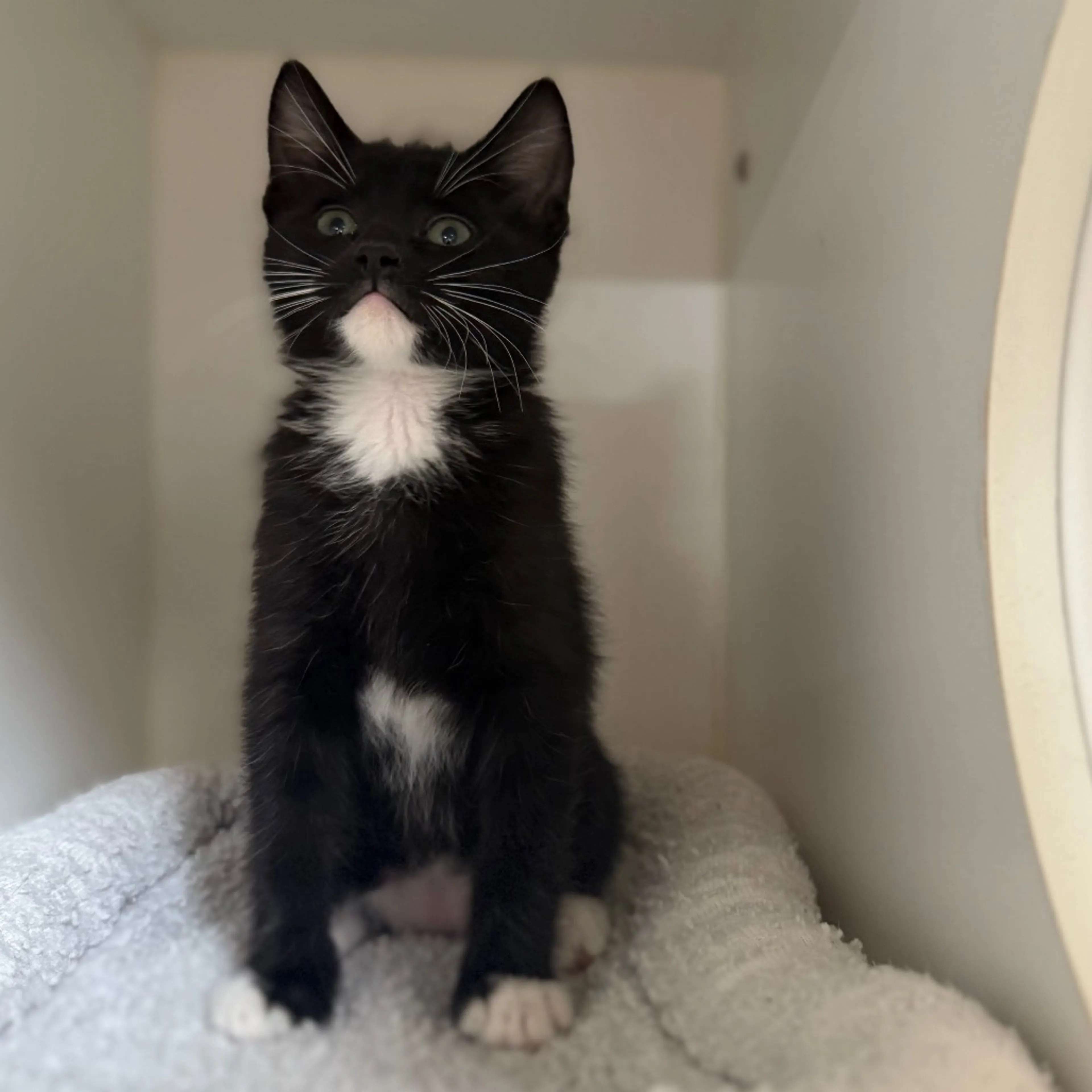 Found pet-5