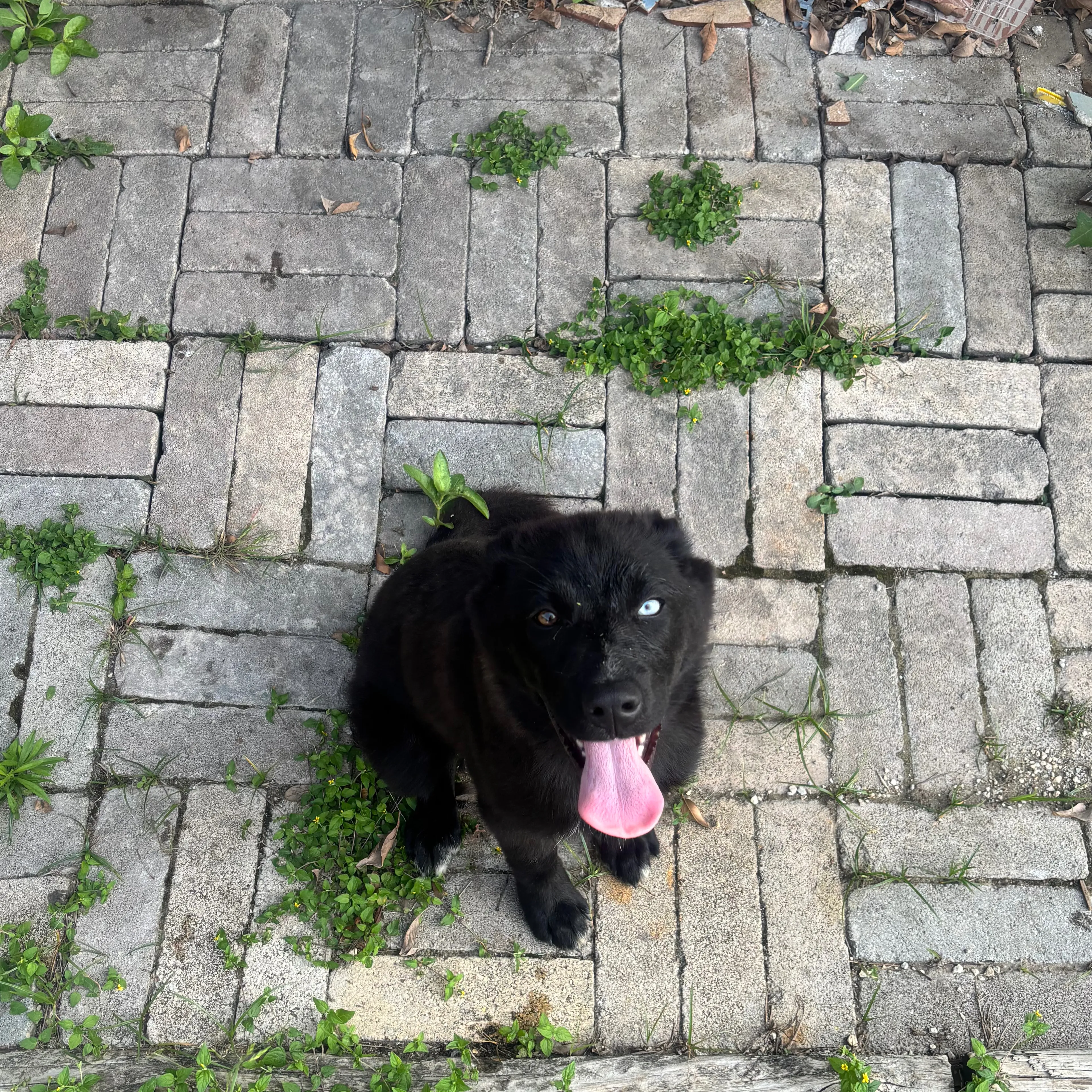 Found pet-2