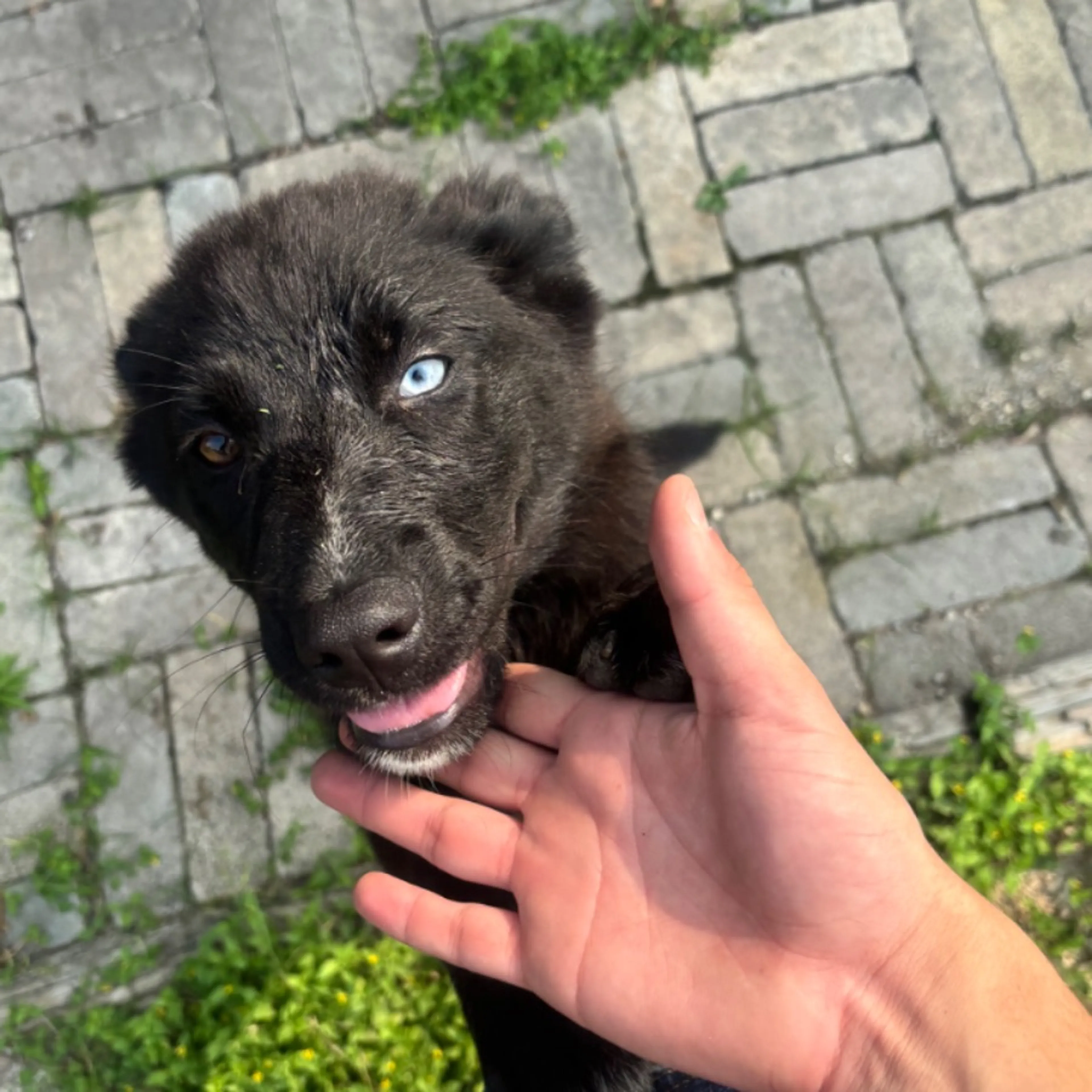 Found pet-0