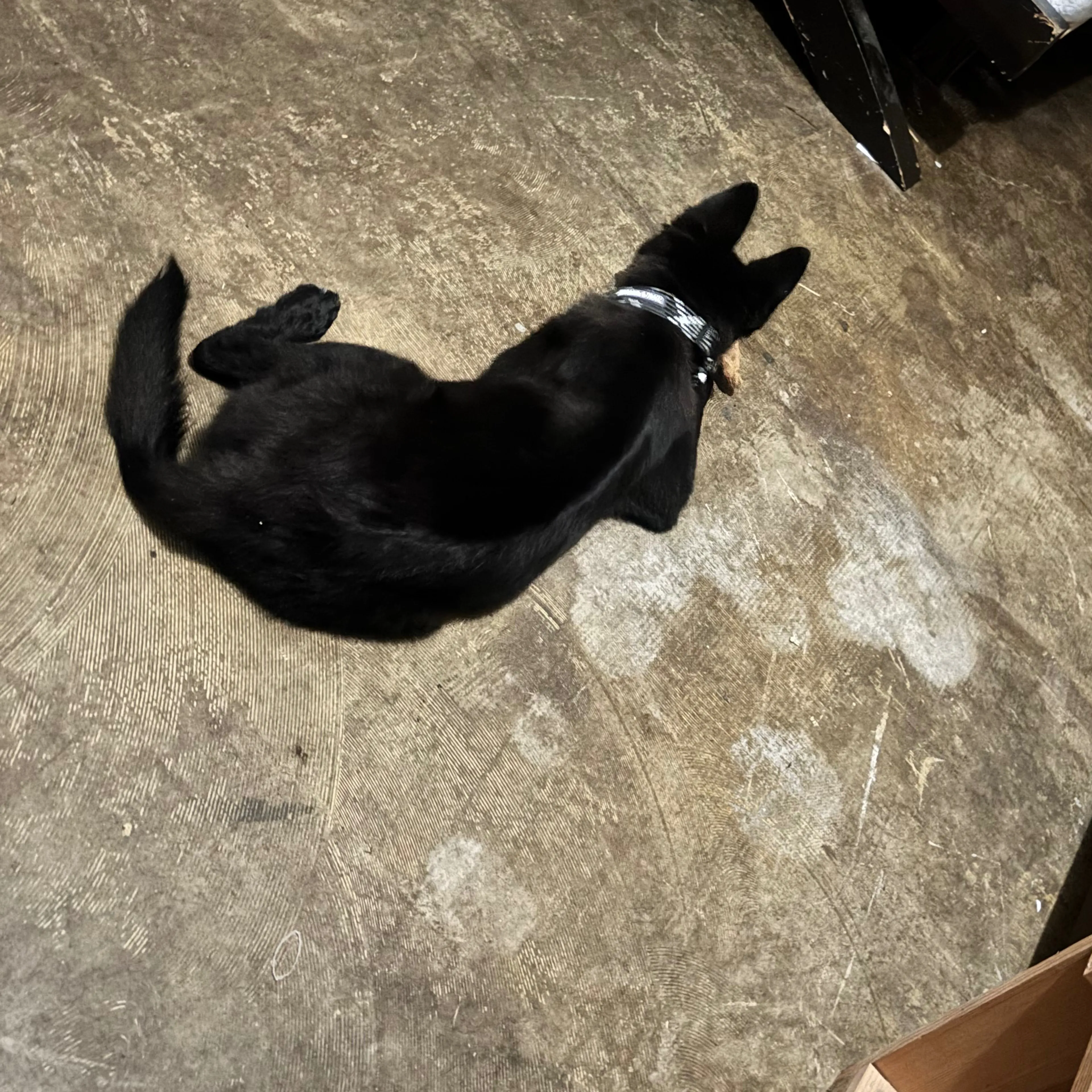 Found pet-1