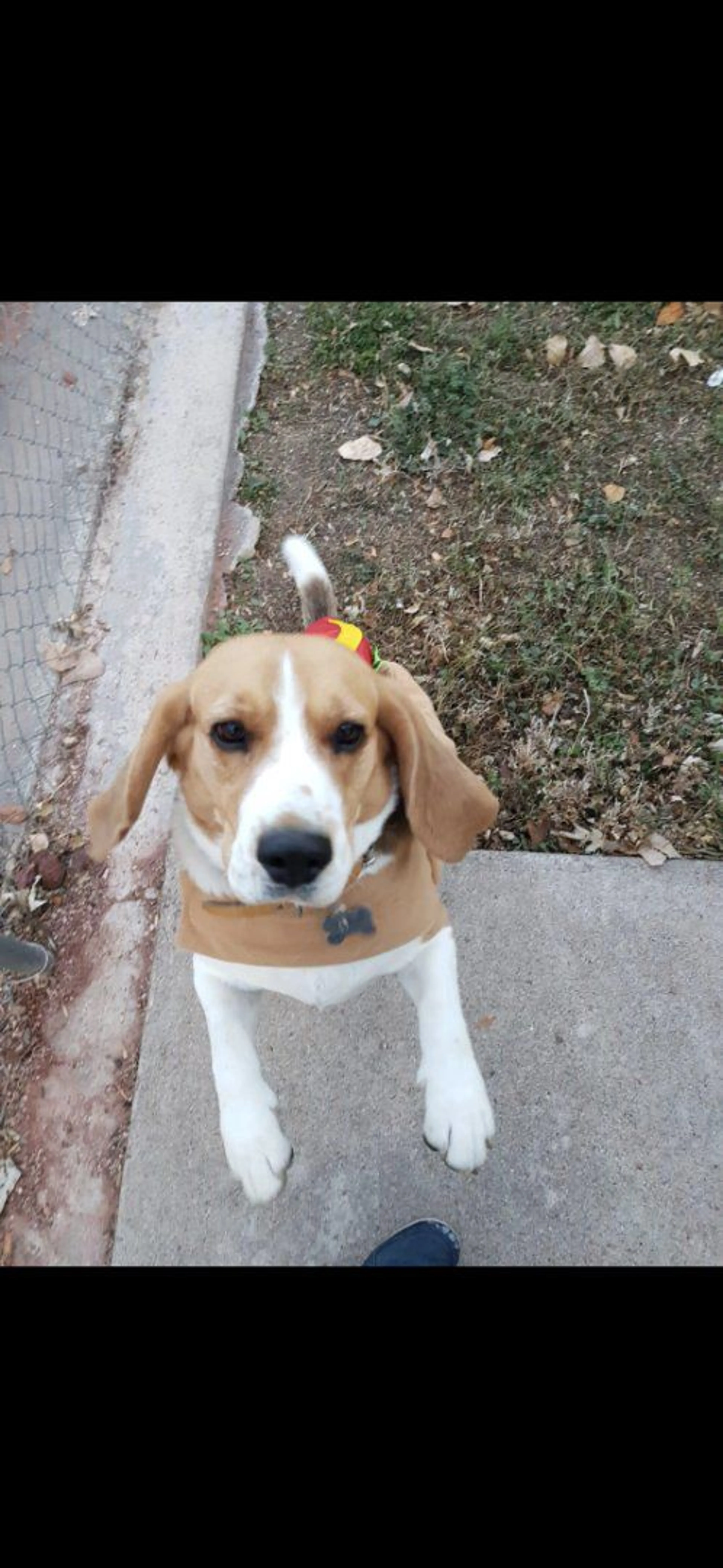 Lost pet-0