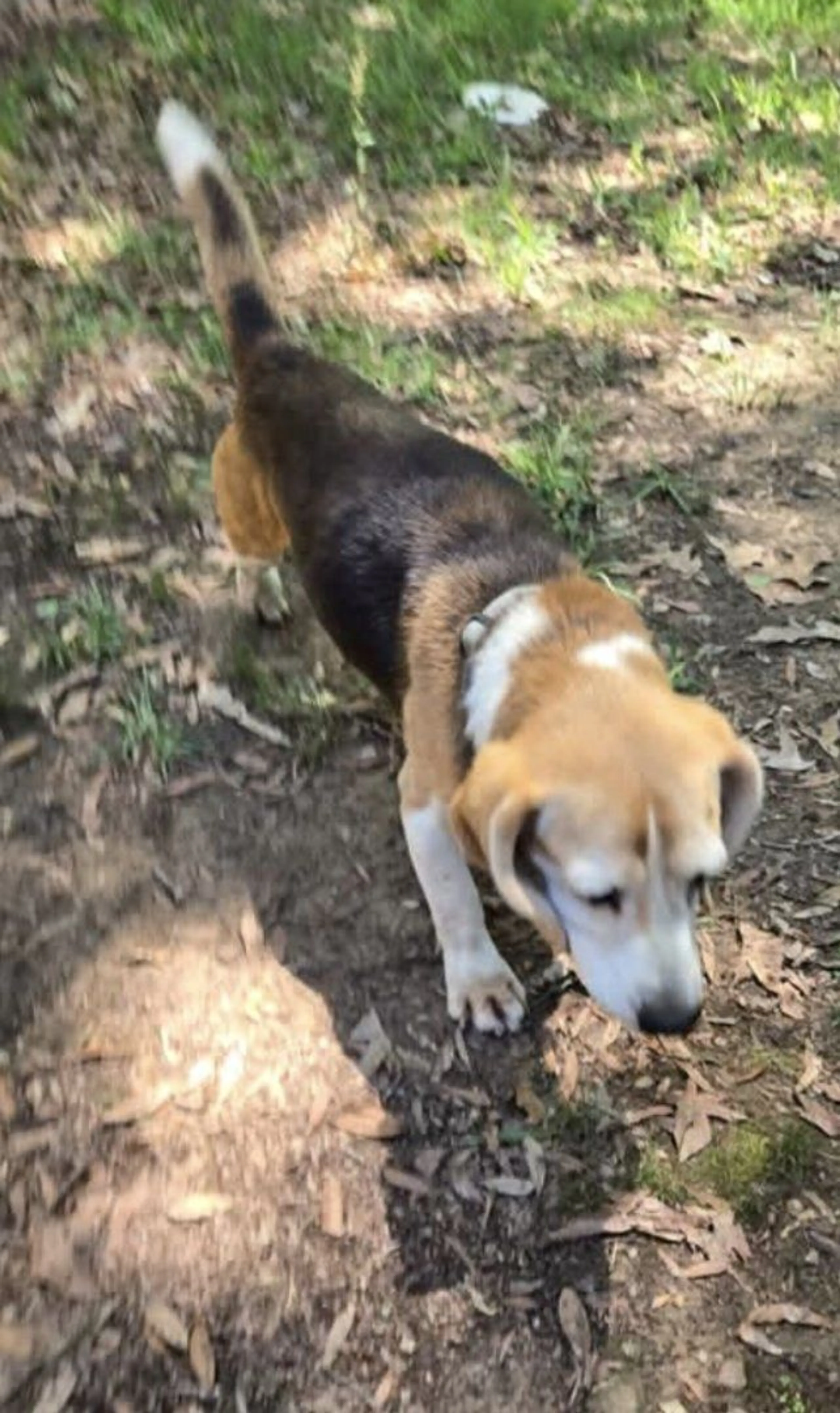 Lost pet-1