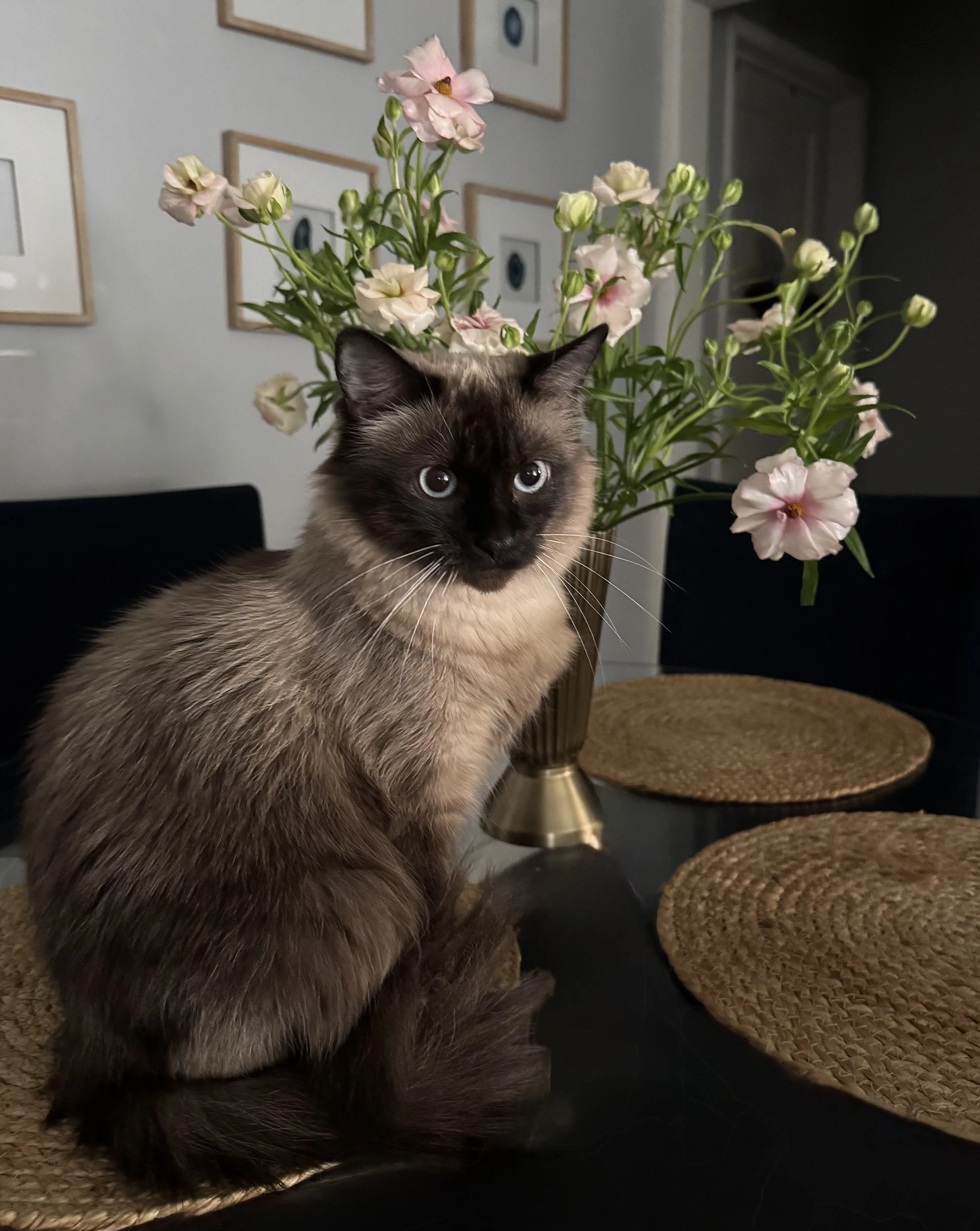 Lost pet