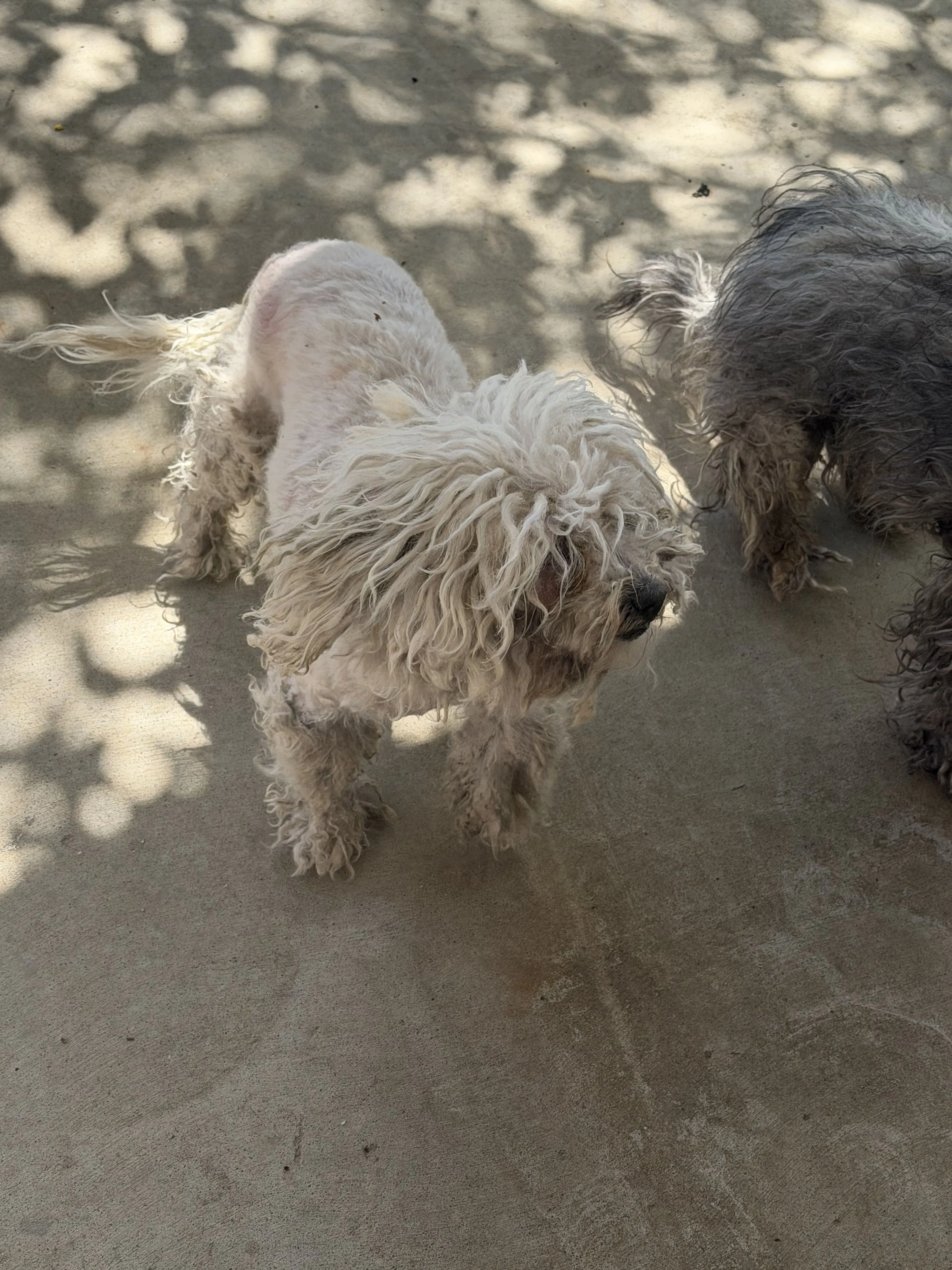 Lost pet