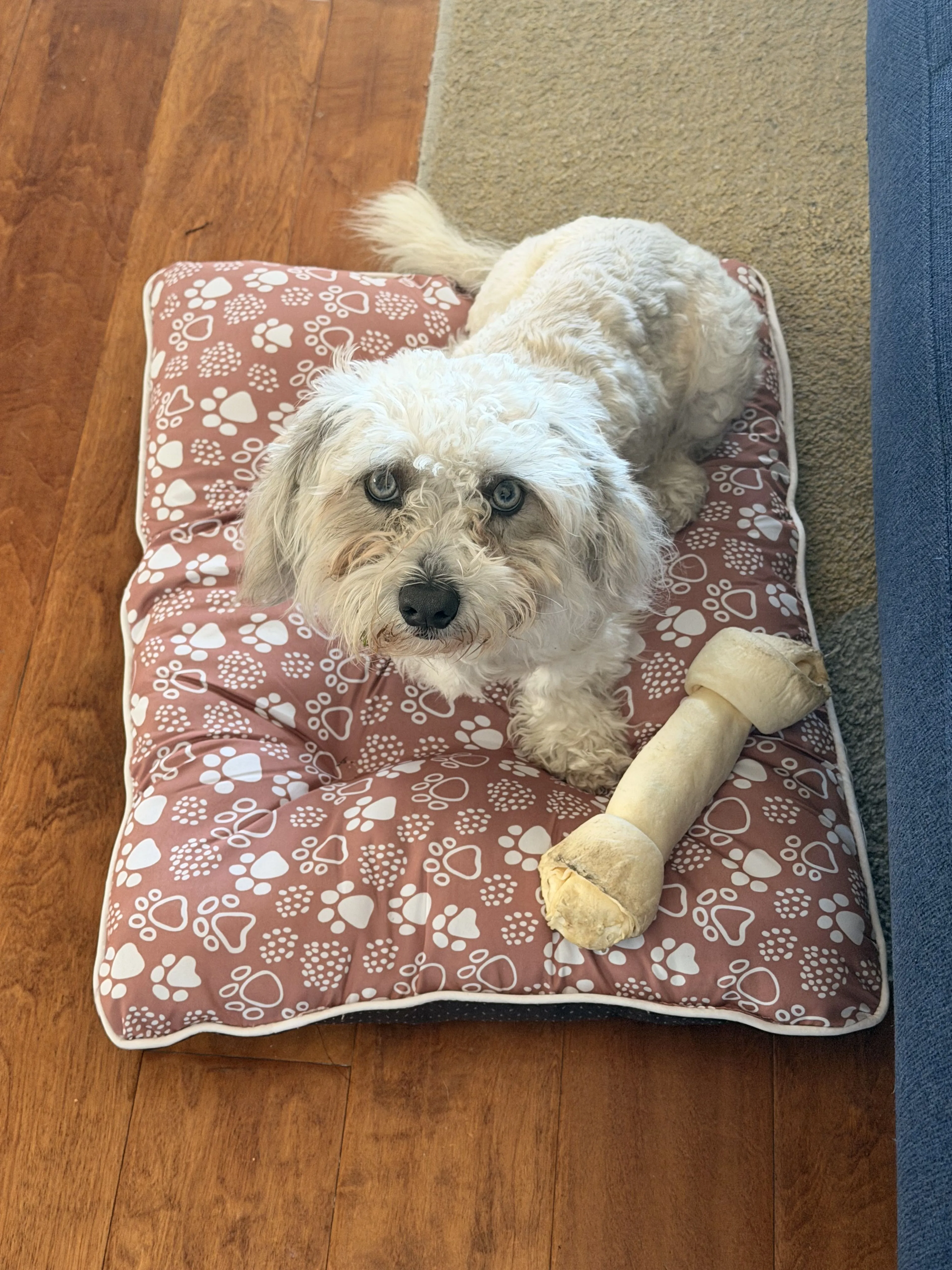 Lost pet