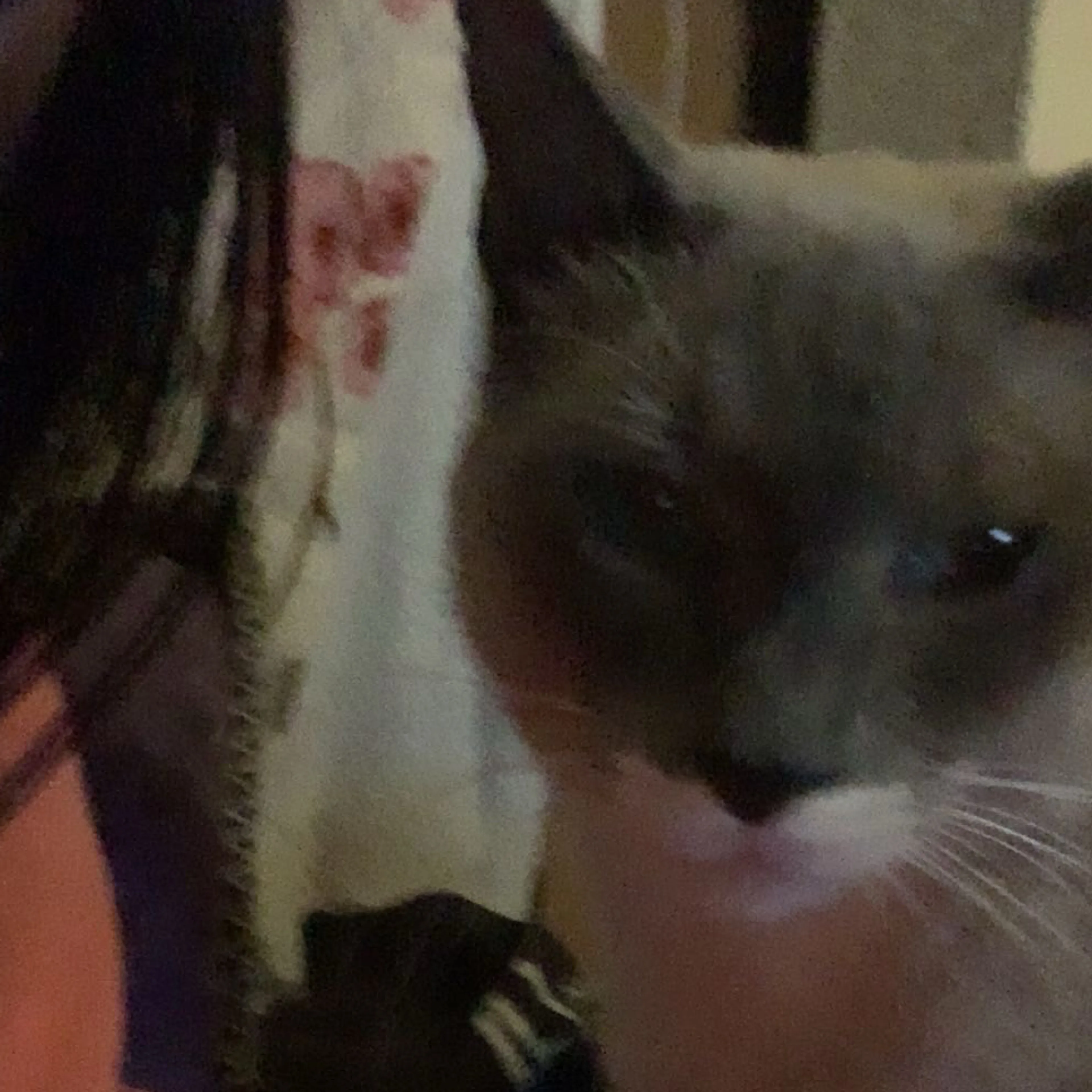 Lost pet-2