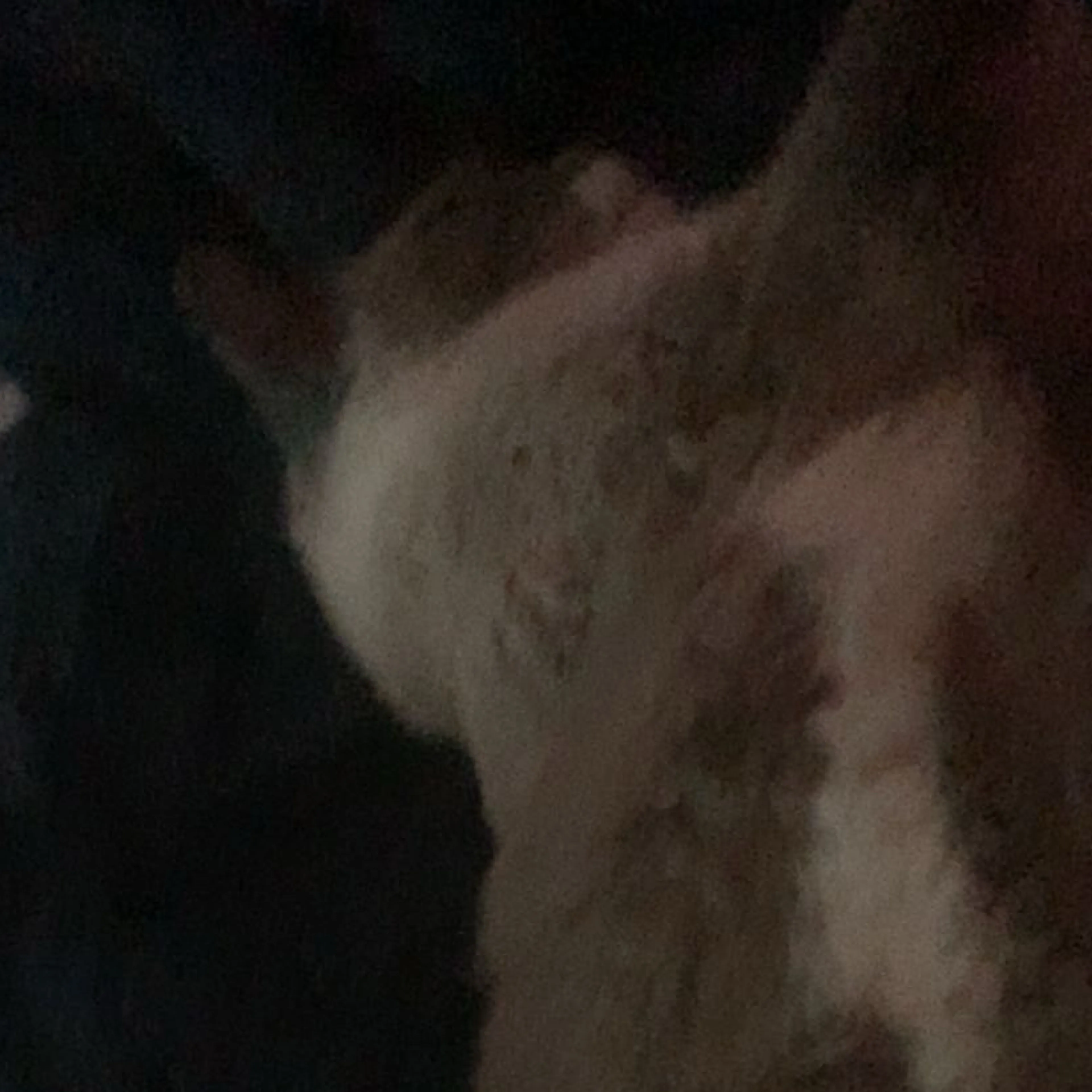 Lost pet-1