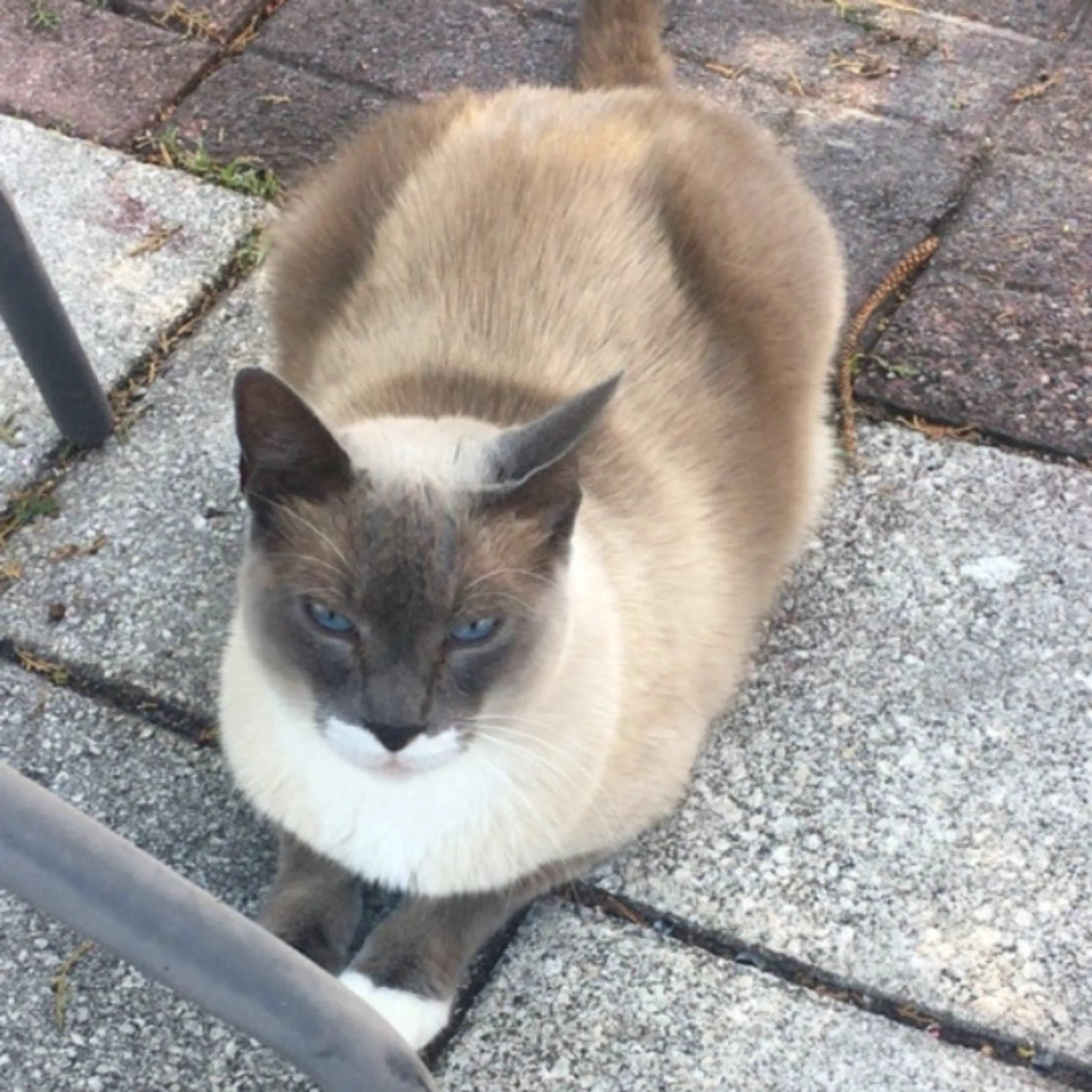 Lost pet-0
