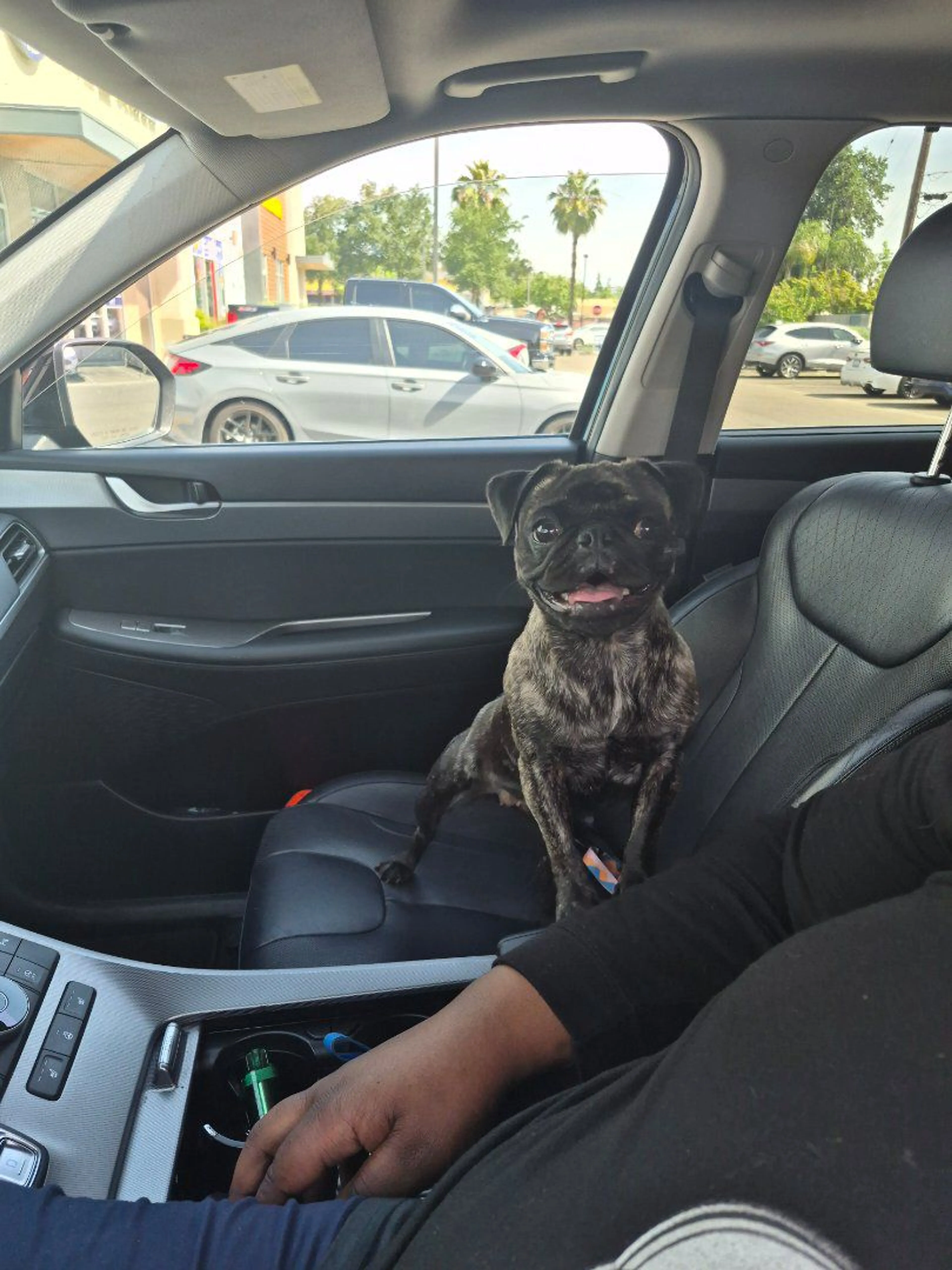 Lost pet