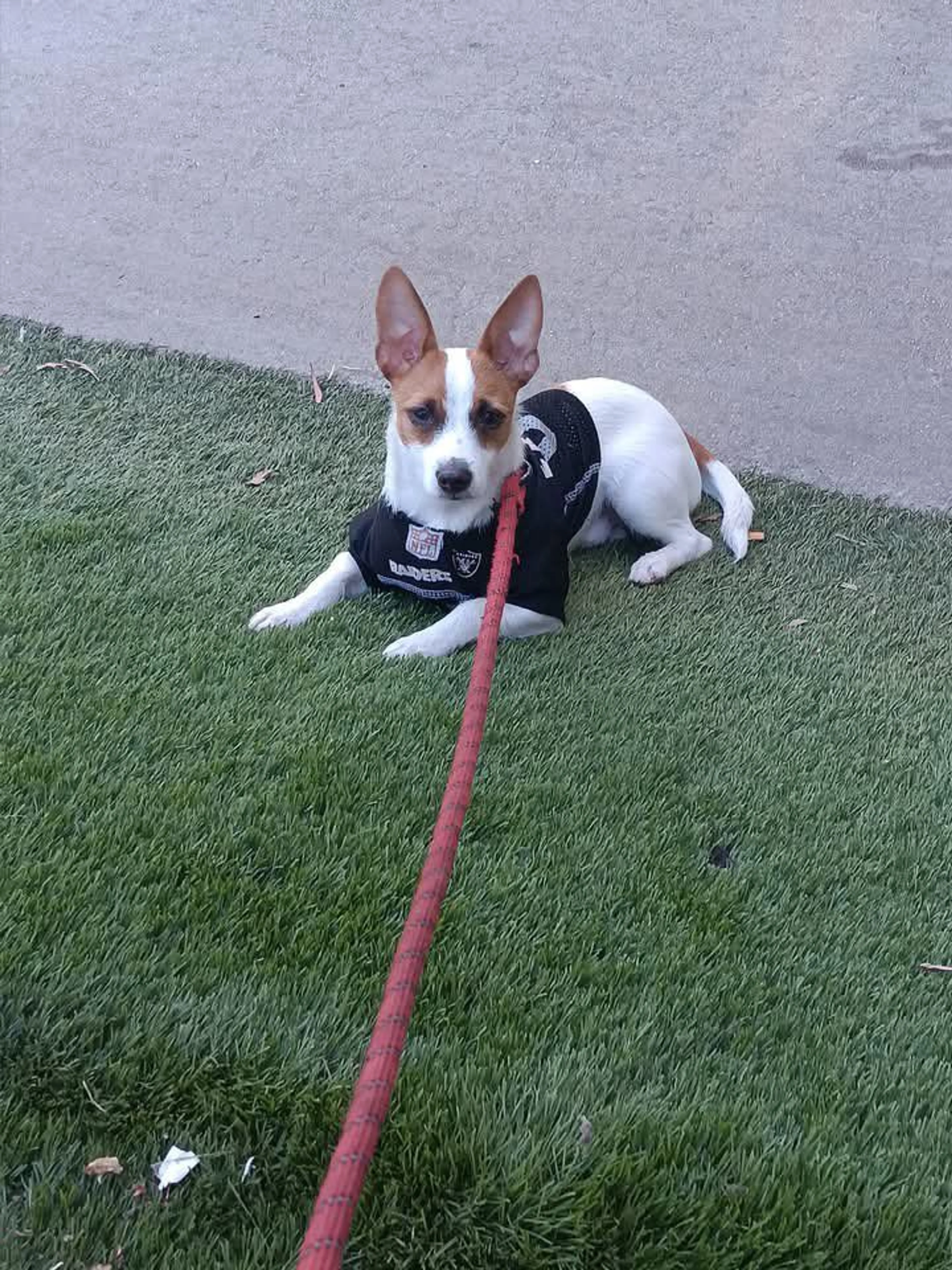 Lost pet-1
