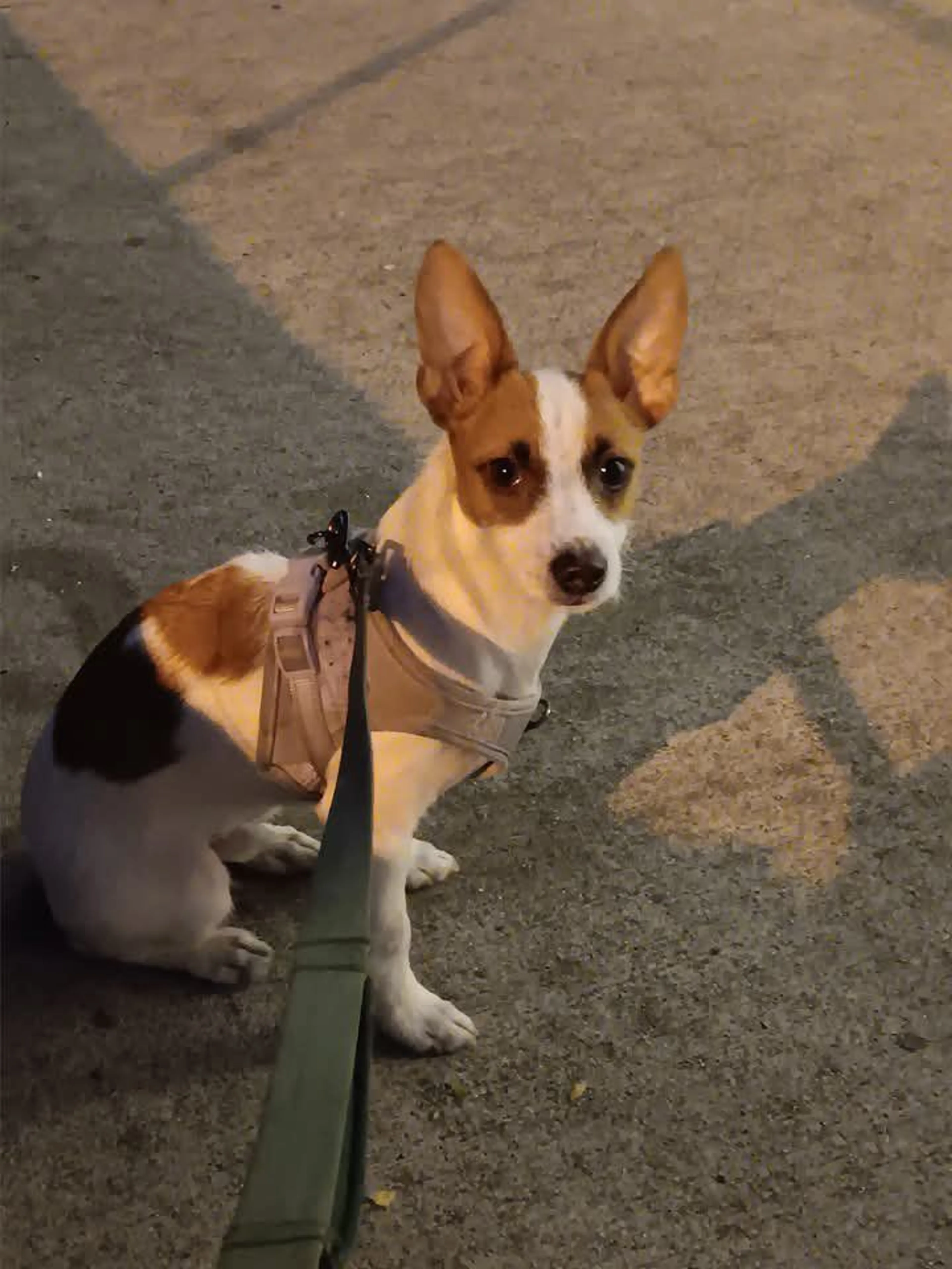Lost pet-3