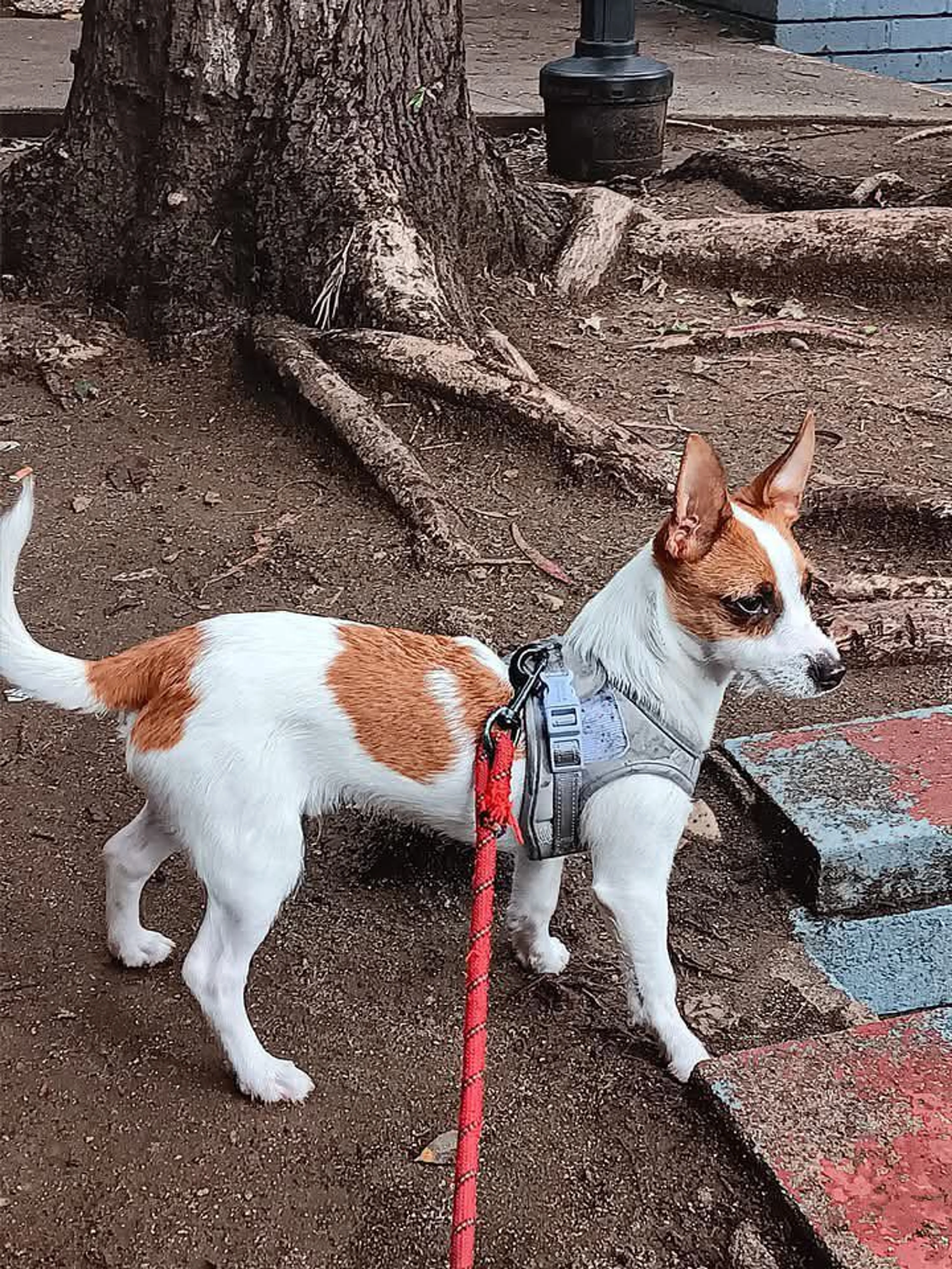 Lost pet-0