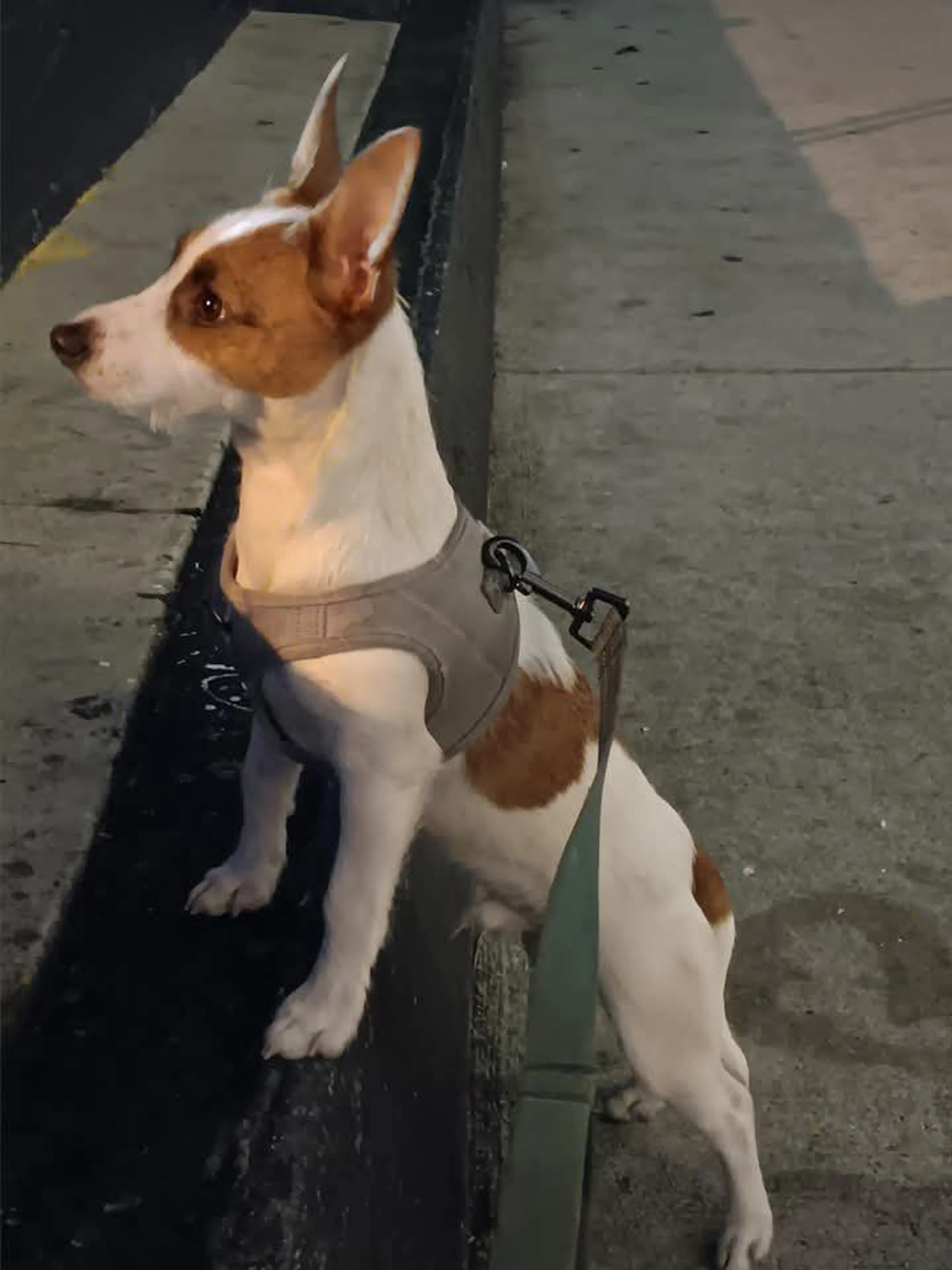 Lost pet-4