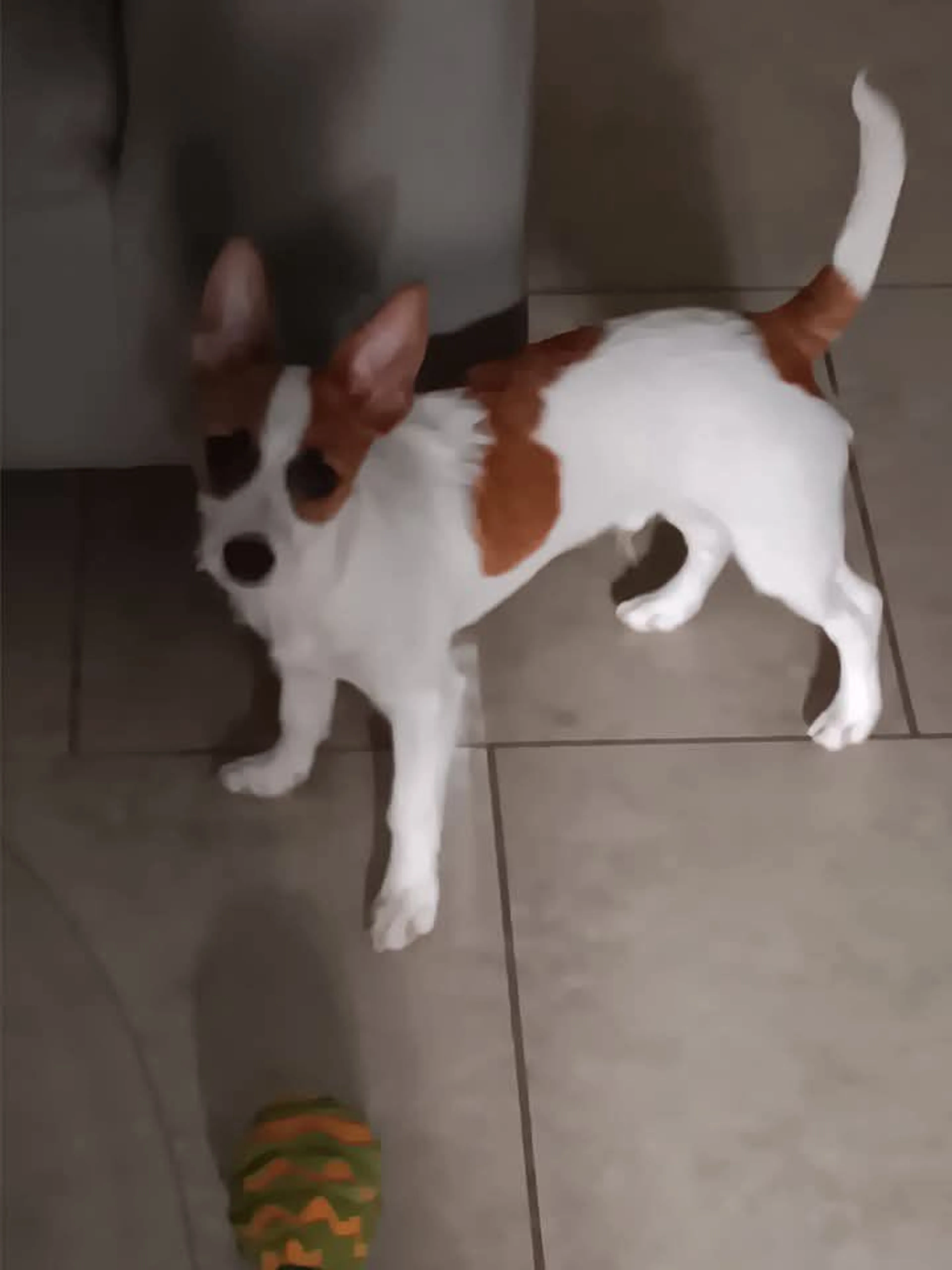 Lost pet-2