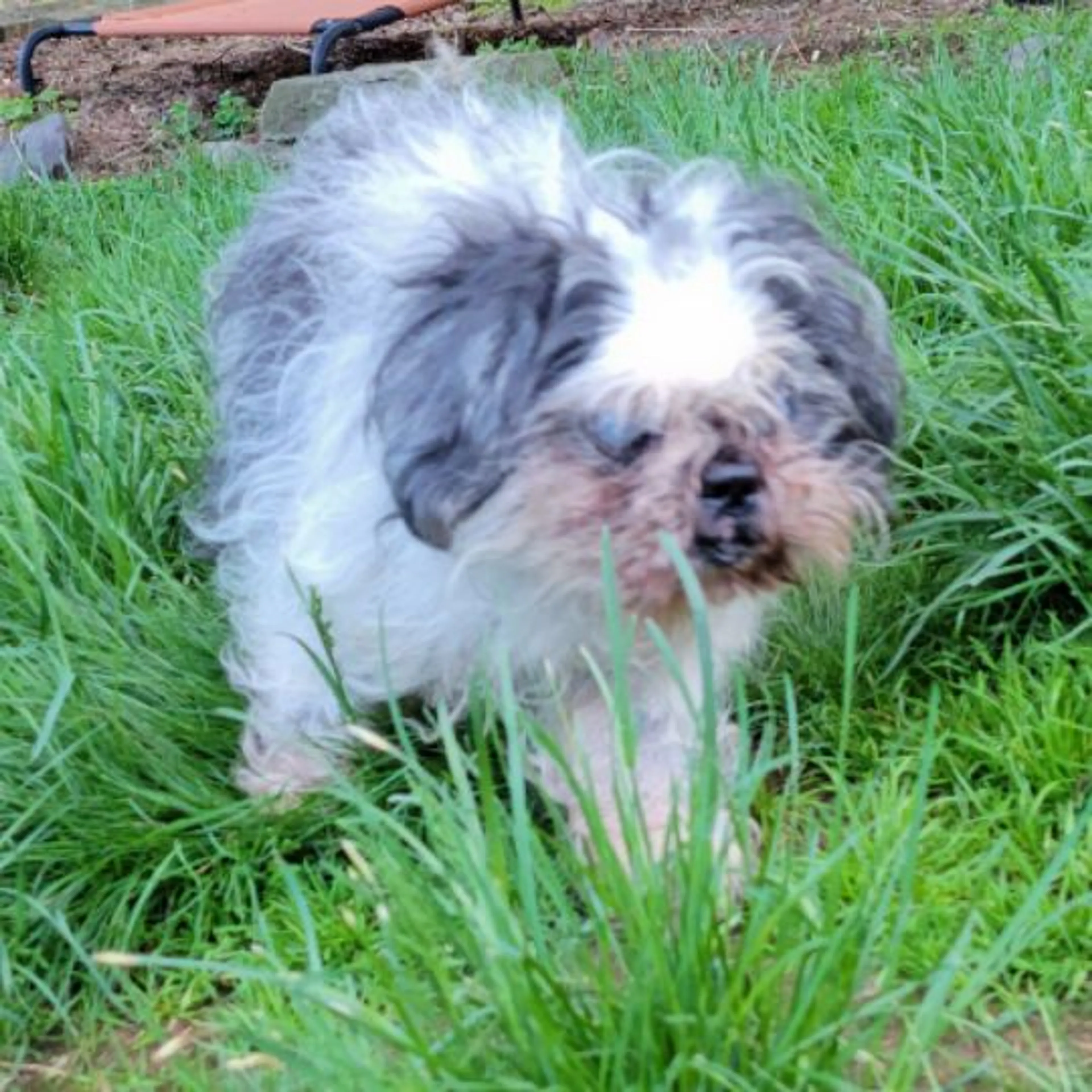 Found pet