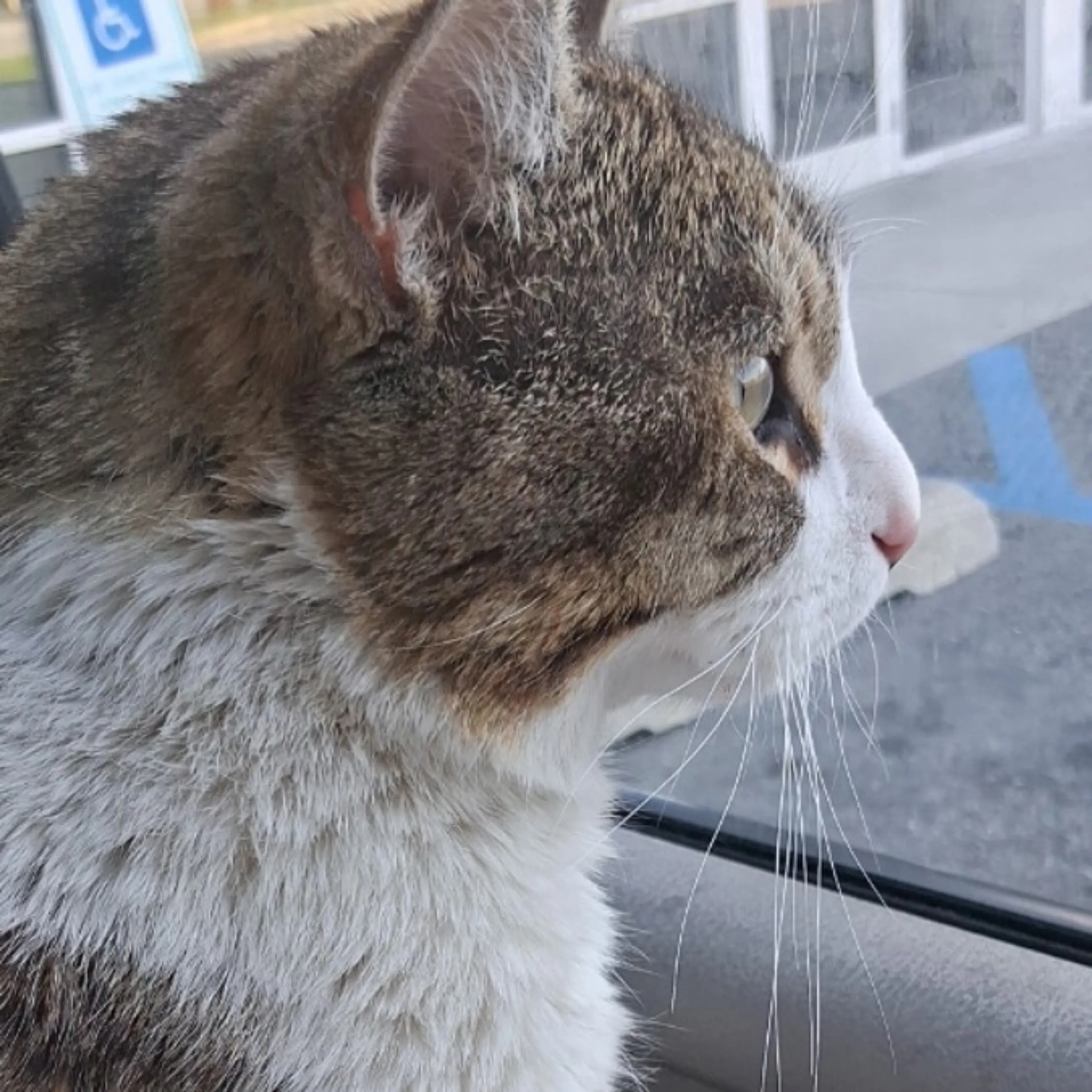Lost pet