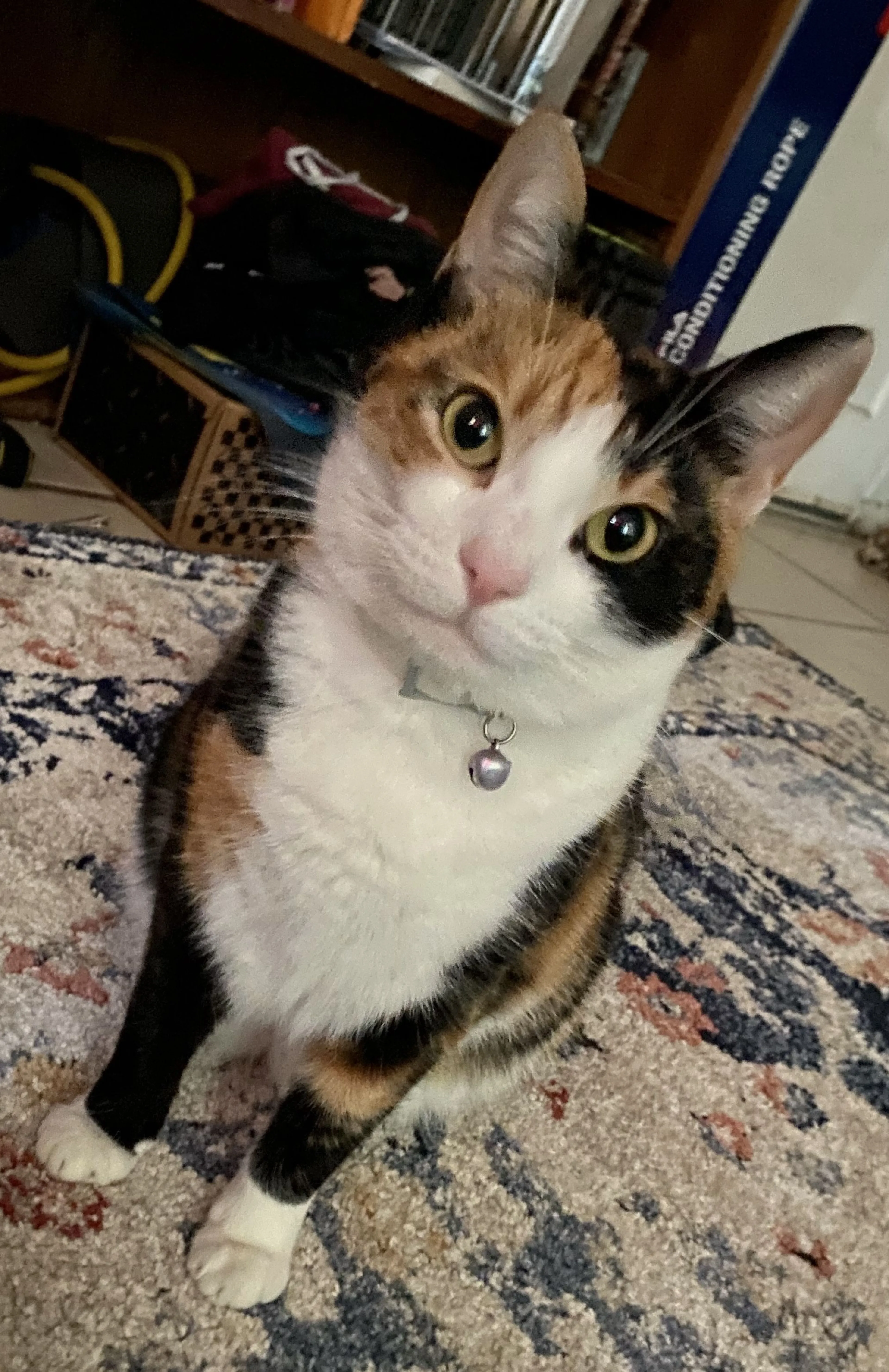 Lost pet