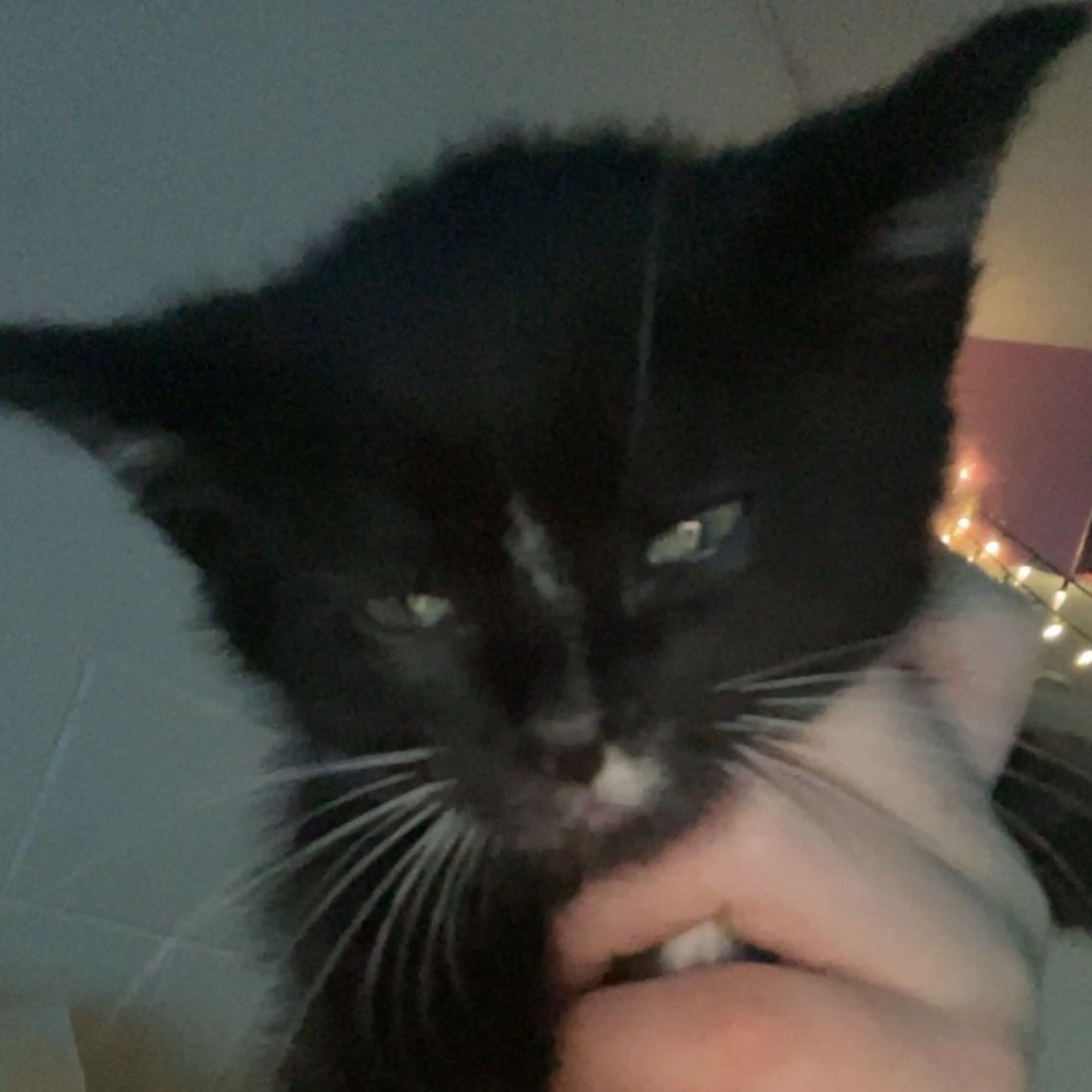 Lost pet-2
